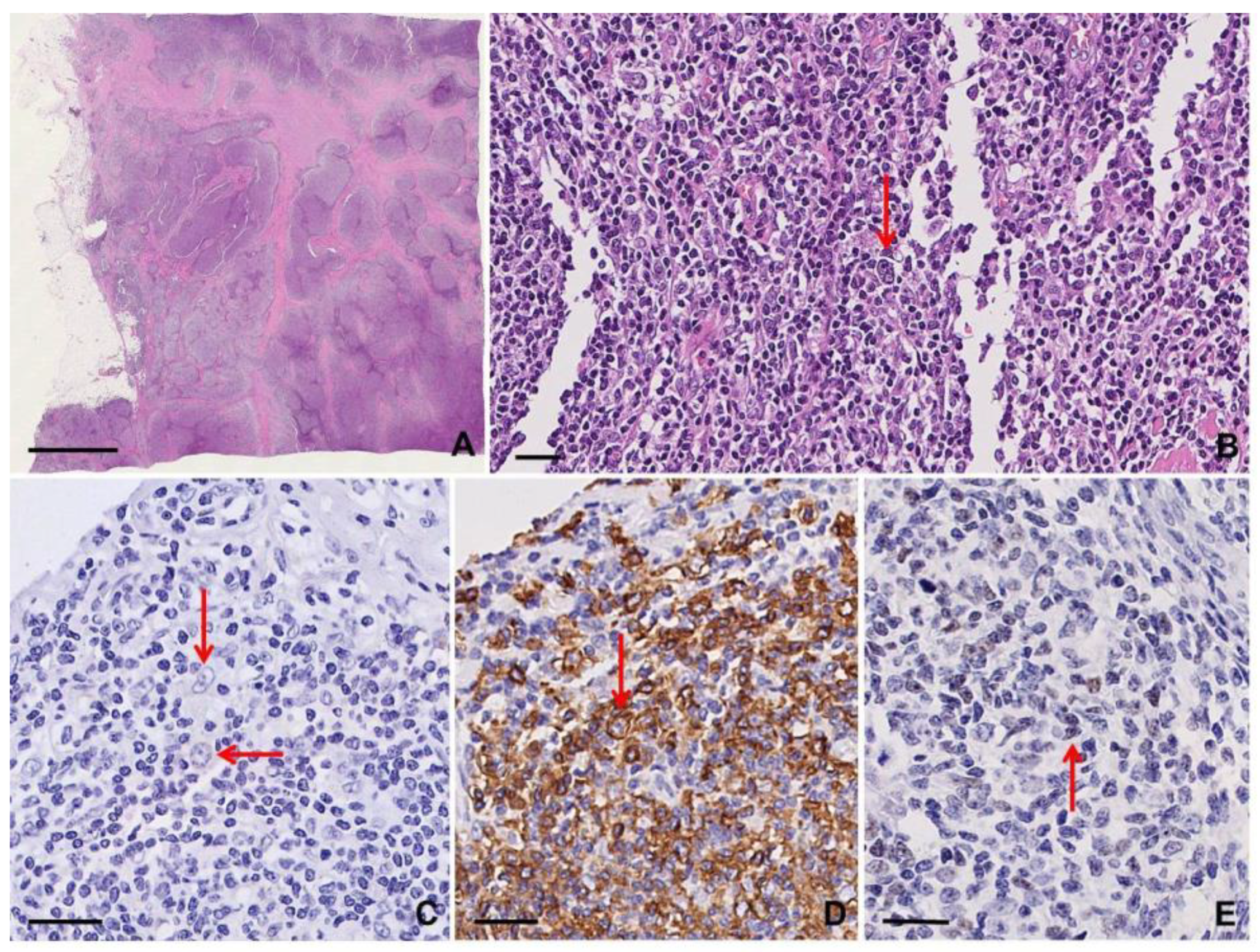 Diagnostics 10 01019 g009 Diagnostics 10 01019 g009