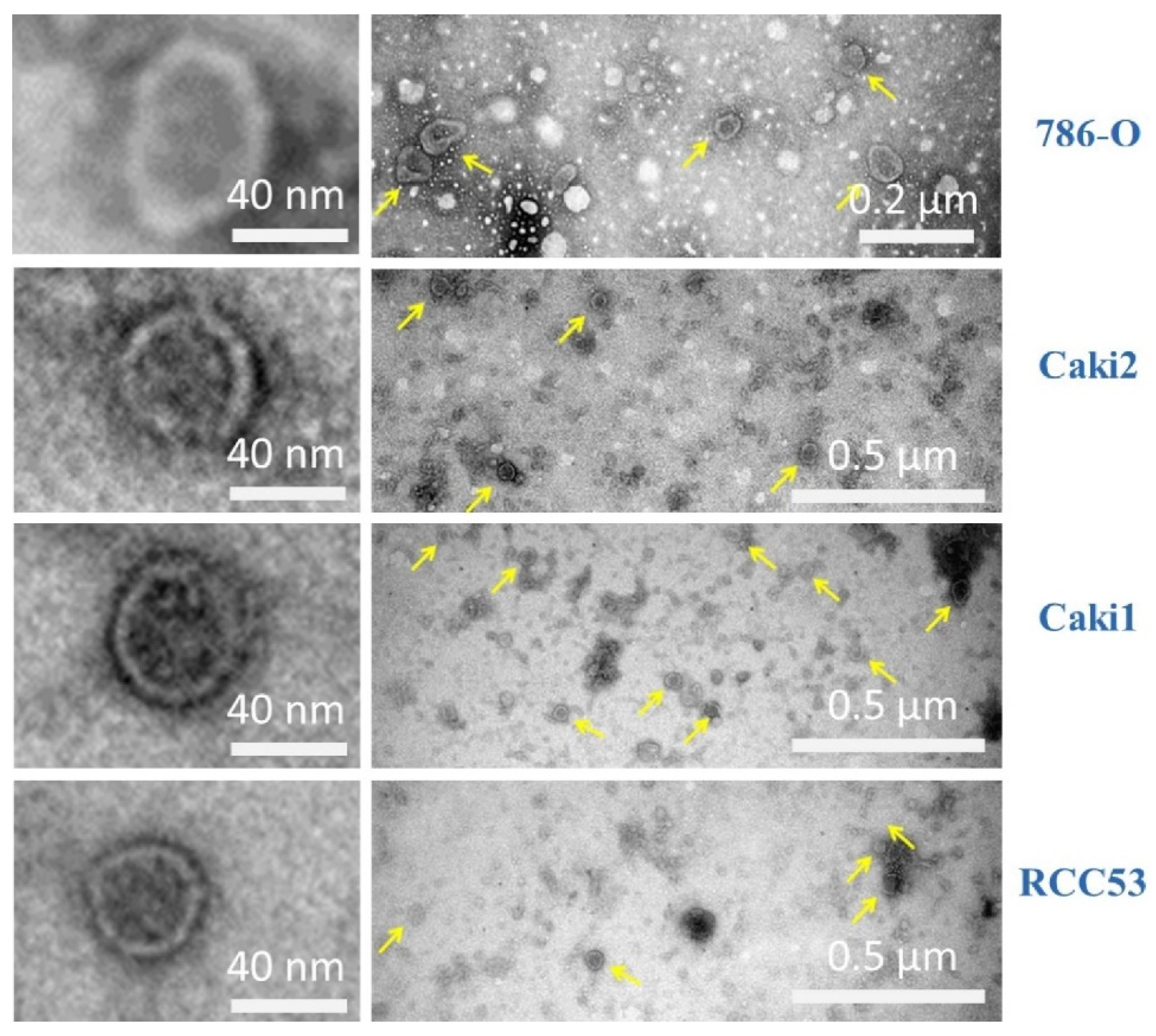 Diagnostics 10 01034 g002 Diagnostics 10 01034 g002