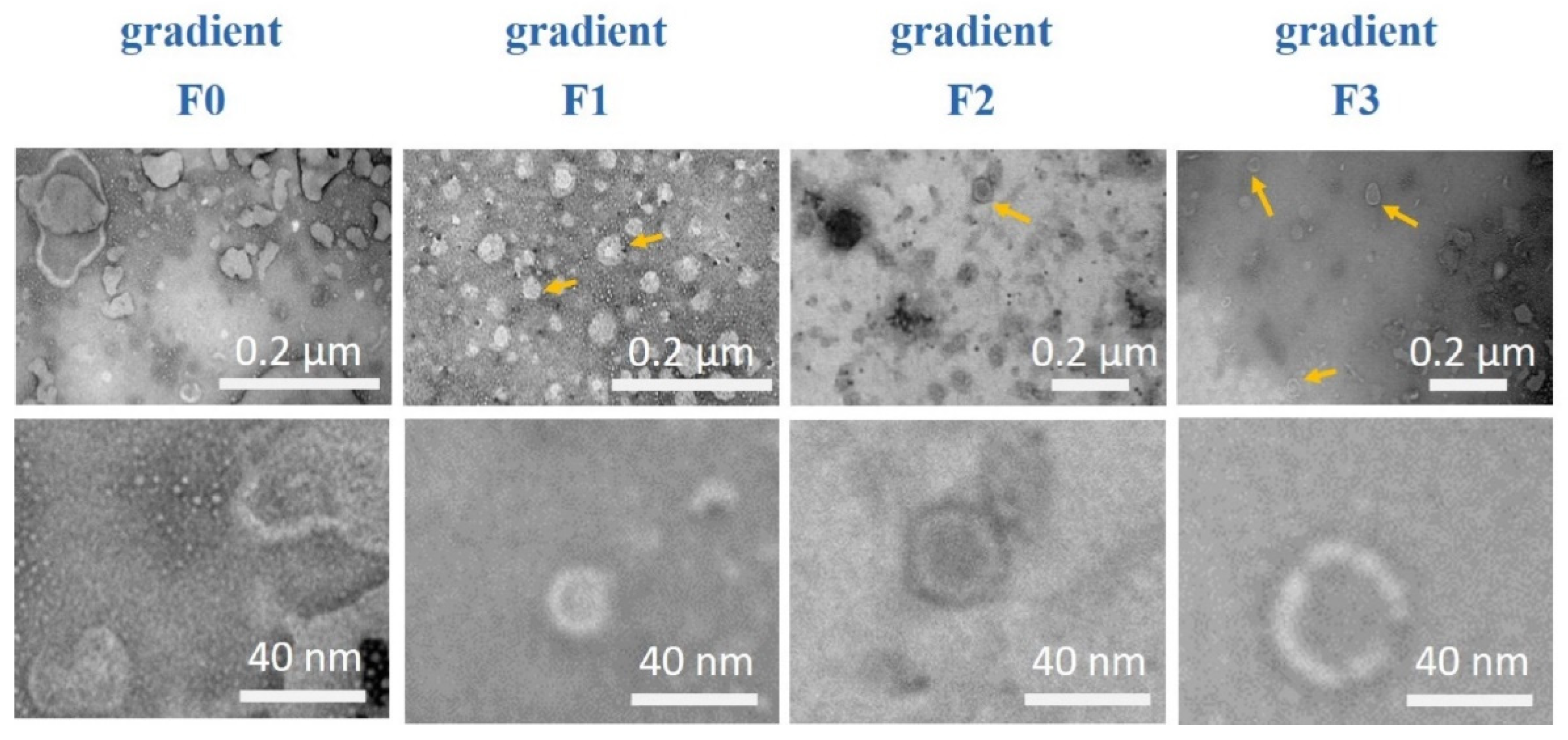 Diagnostics 10 01034 g005 Diagnostics 10 01034 g005