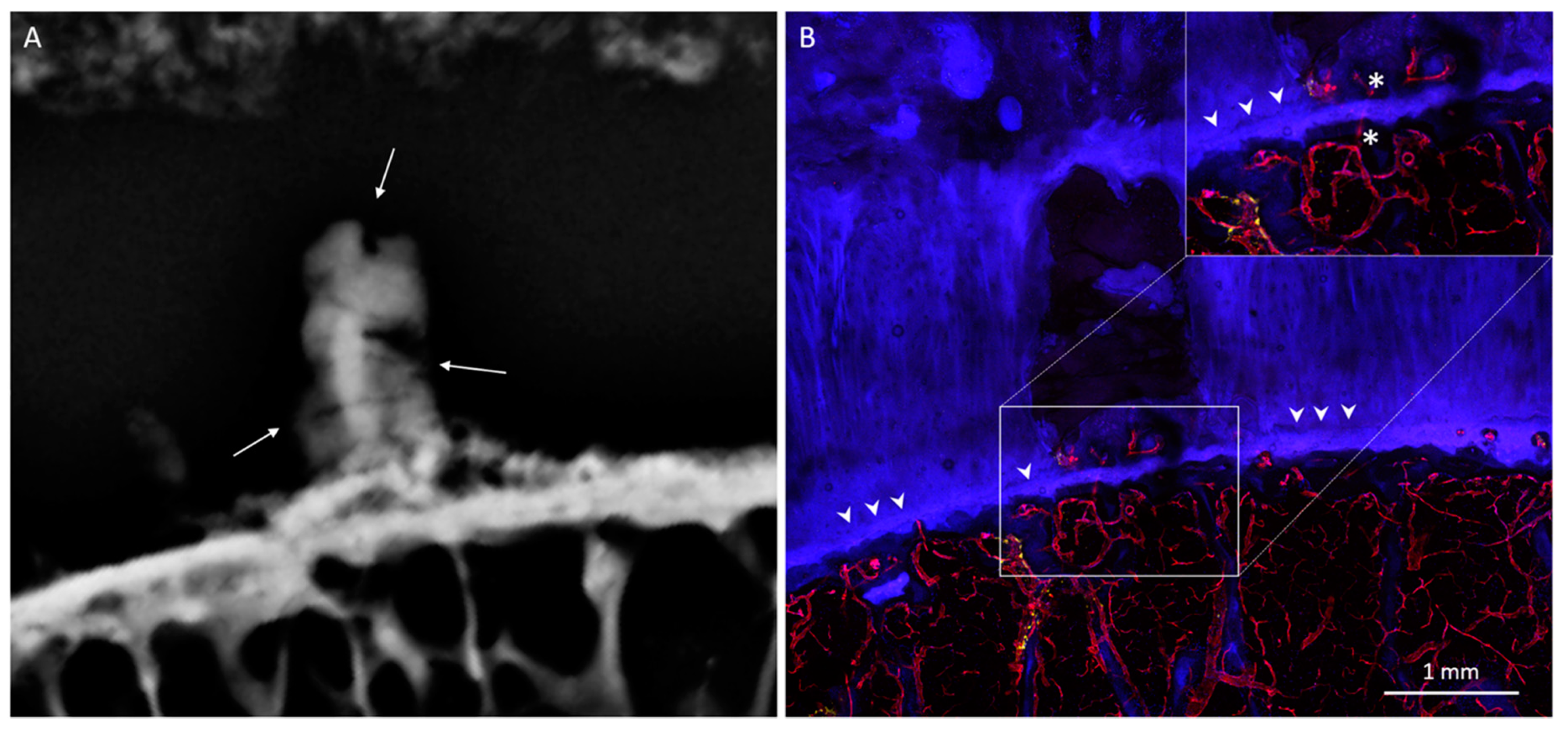 Diagnostics 10 01051 g004