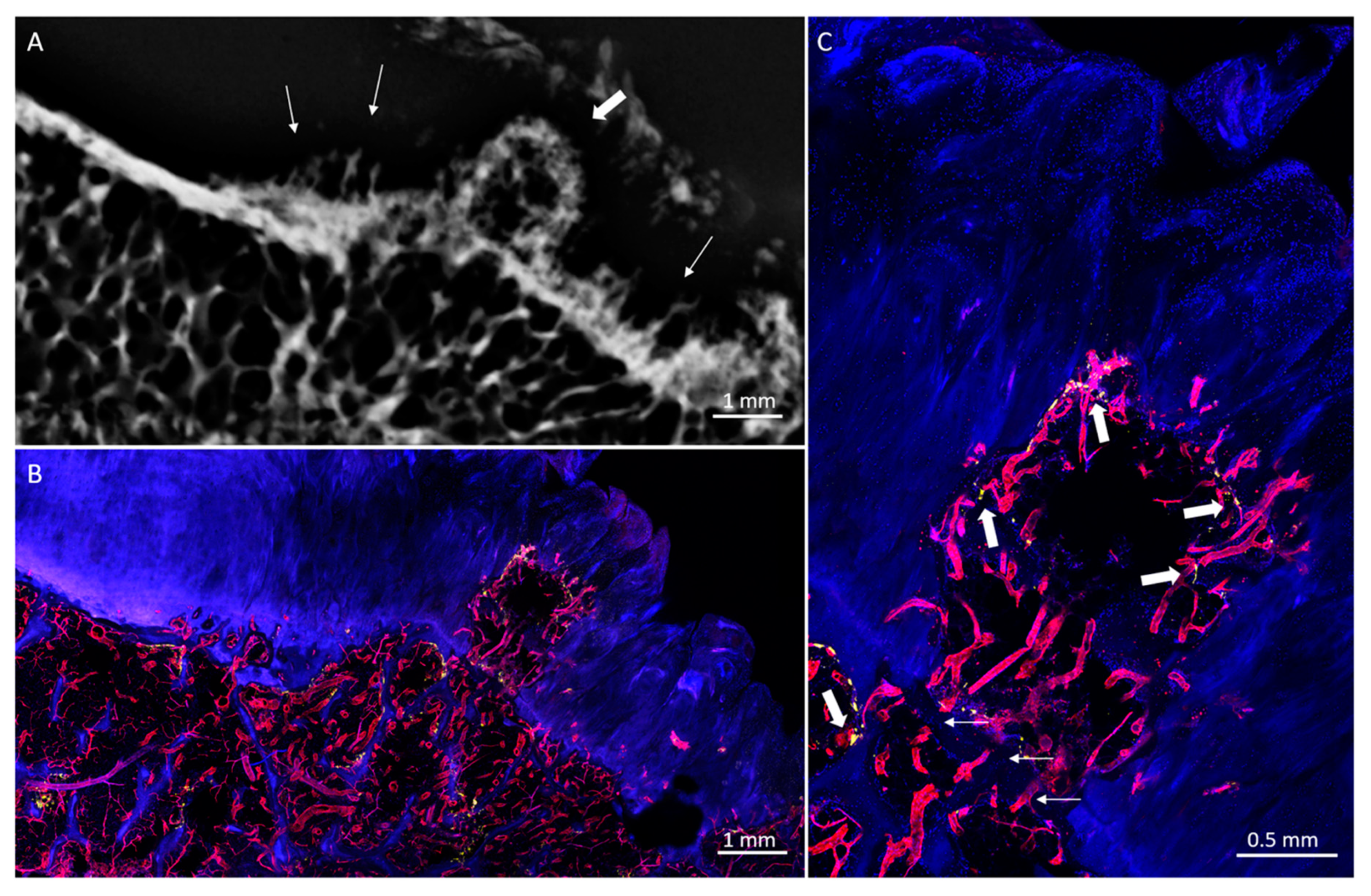 Diagnostics 10 01051 g007