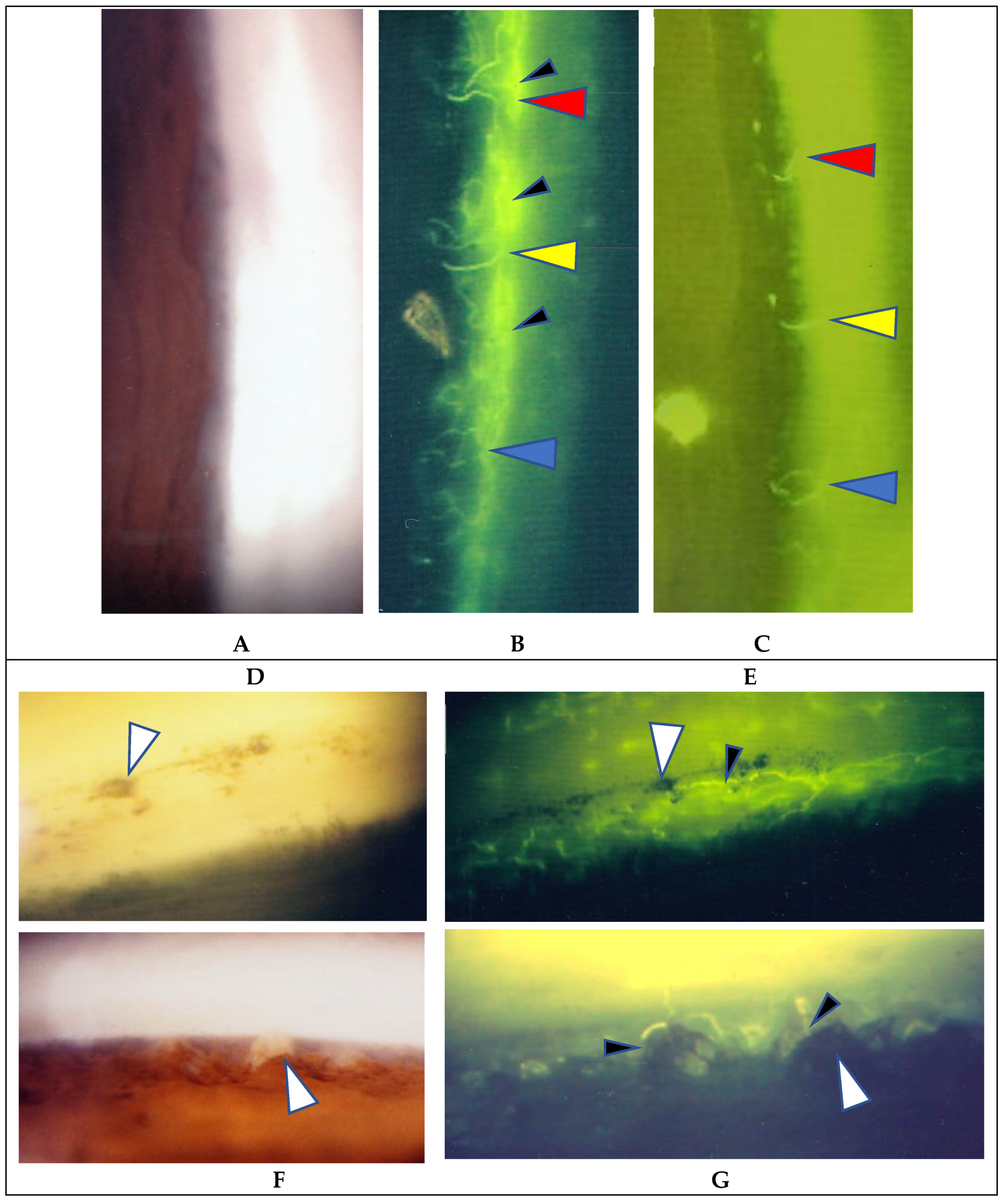 Diagnostics 11 00039 g003