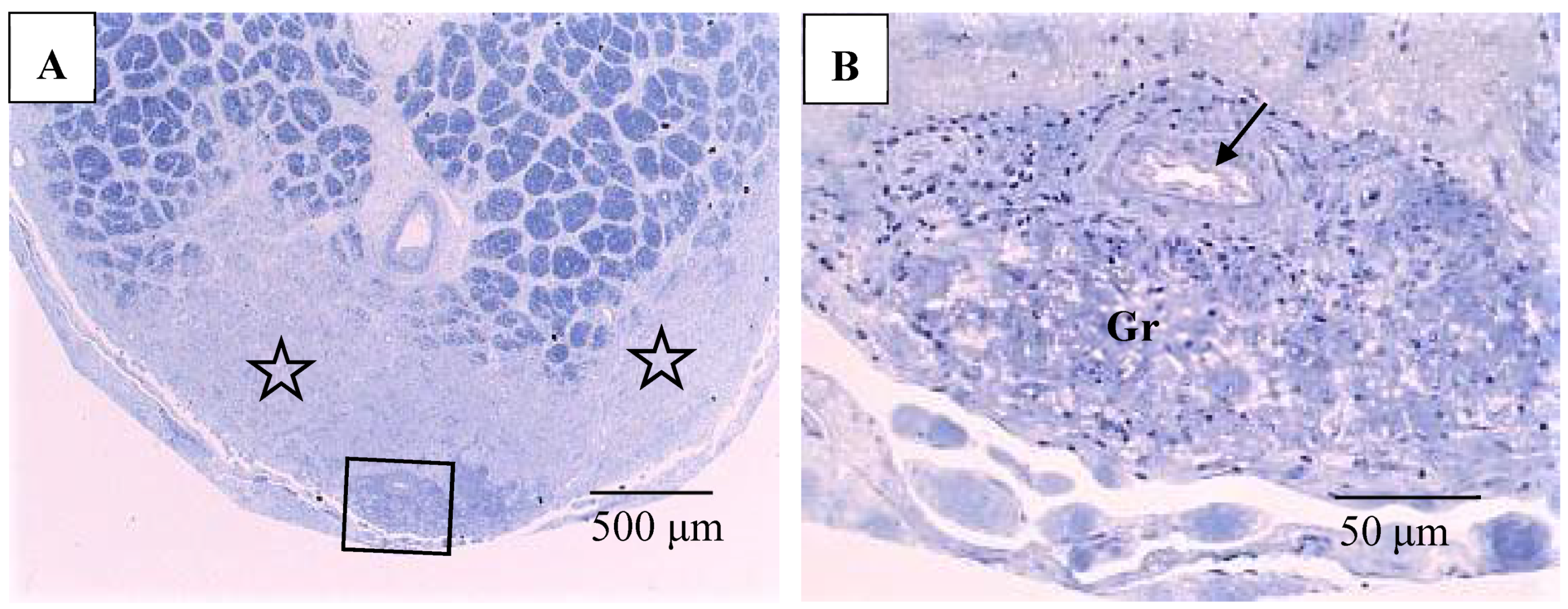 Diagnostics 11 00039 g010