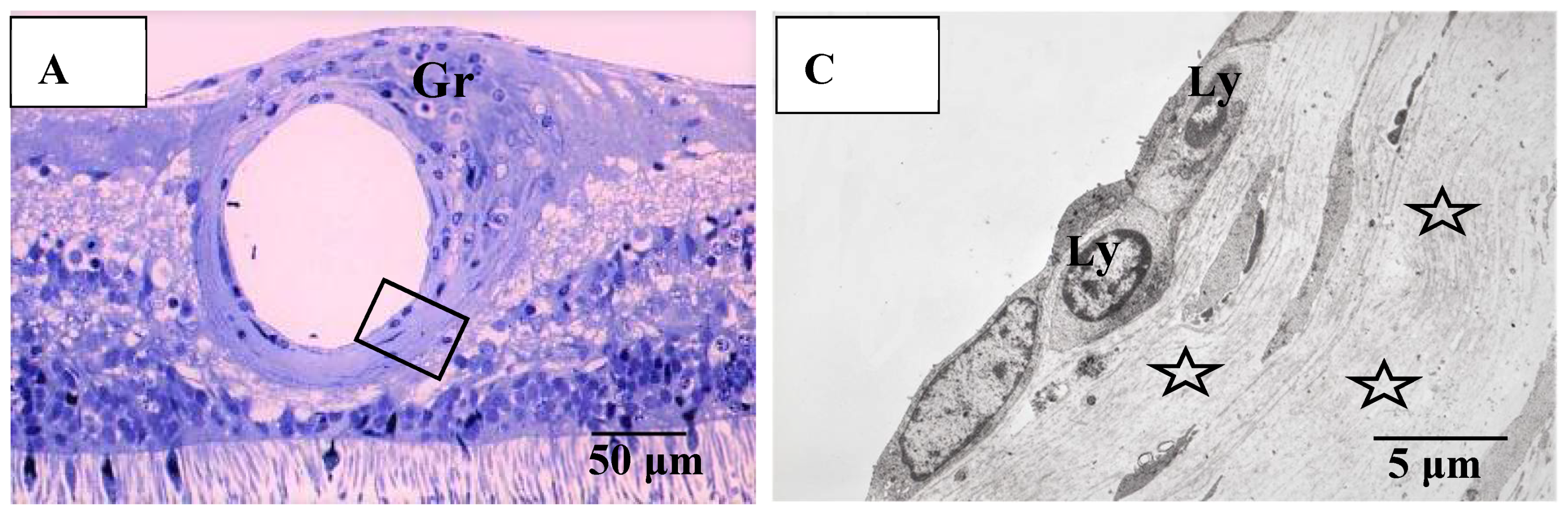 Diagnostics 11 00039 g012a