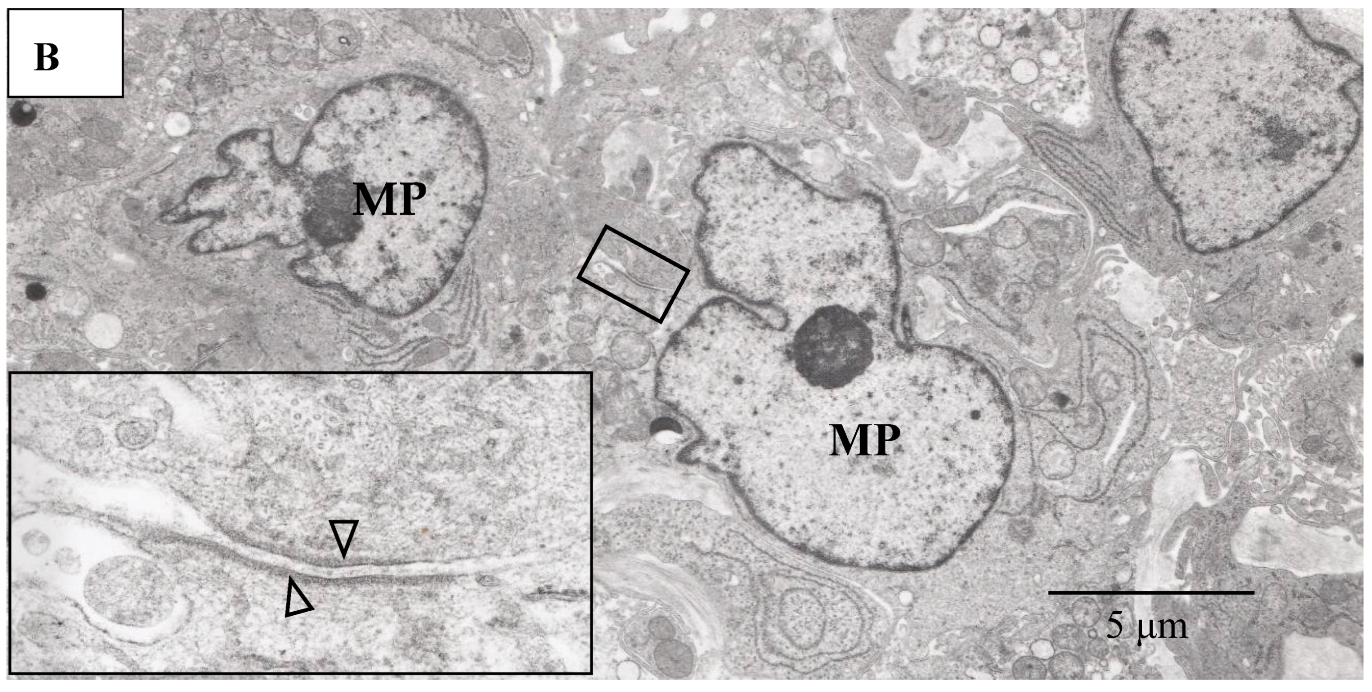 Diagnostics 11 00039 g012b