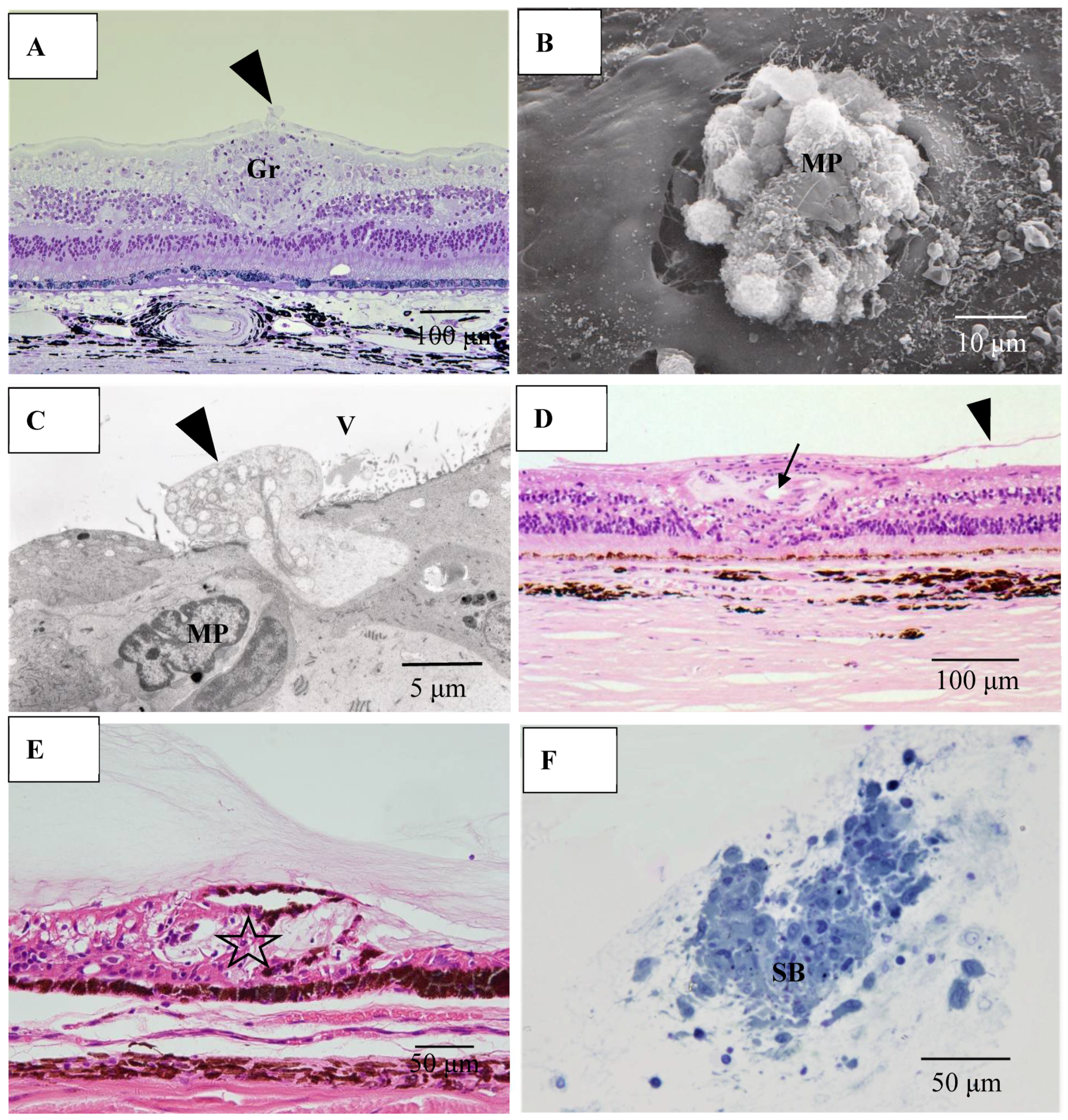 Diagnostics 11 00039 g015