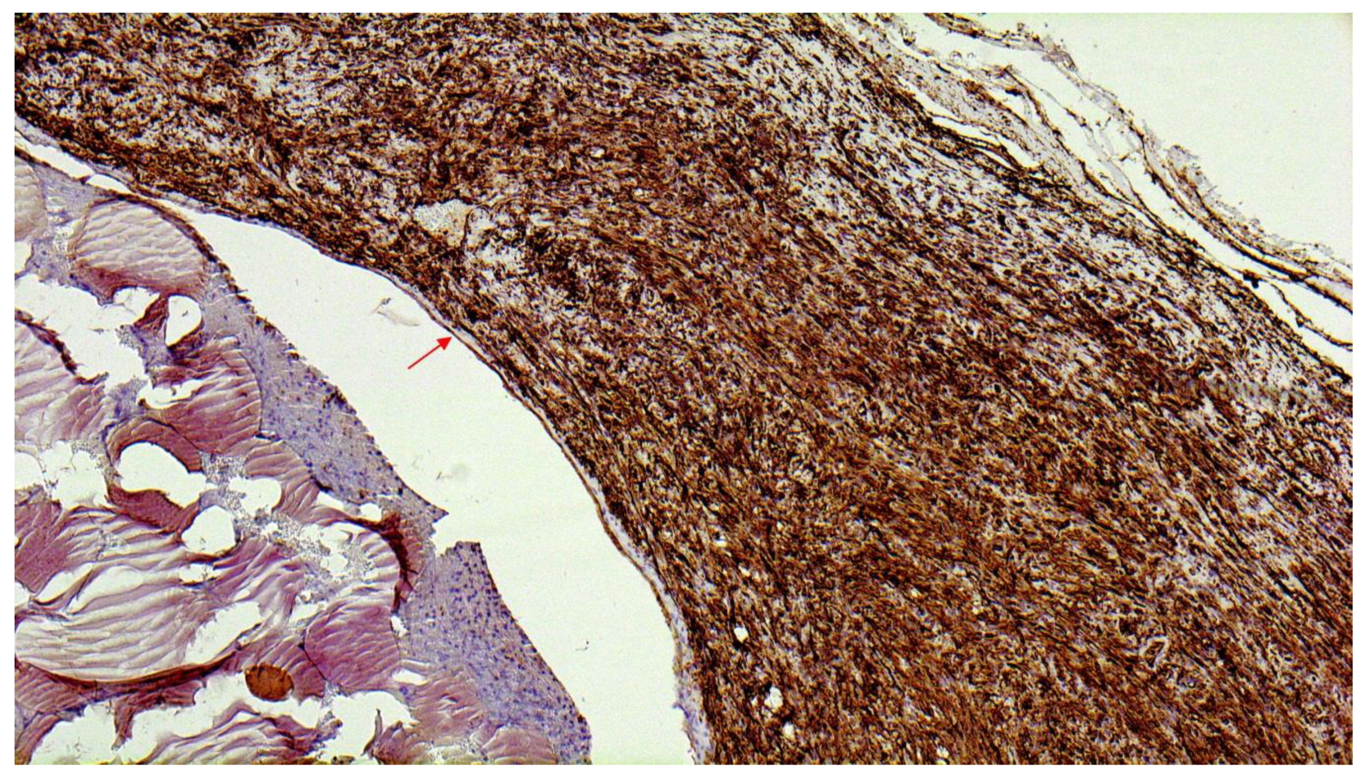 Diagnostics 11 00062 g007 Diagnostics 11 00062 g007