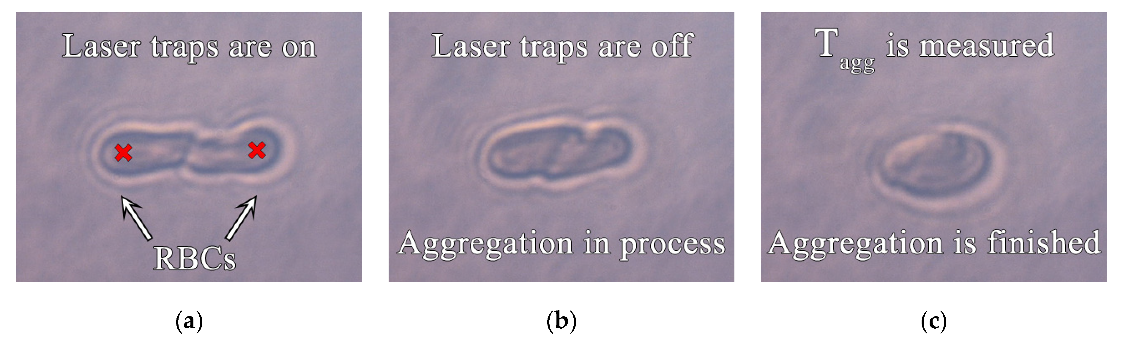 Diagnostics 11 00076 g002 Diagnostics 11 00076 g002