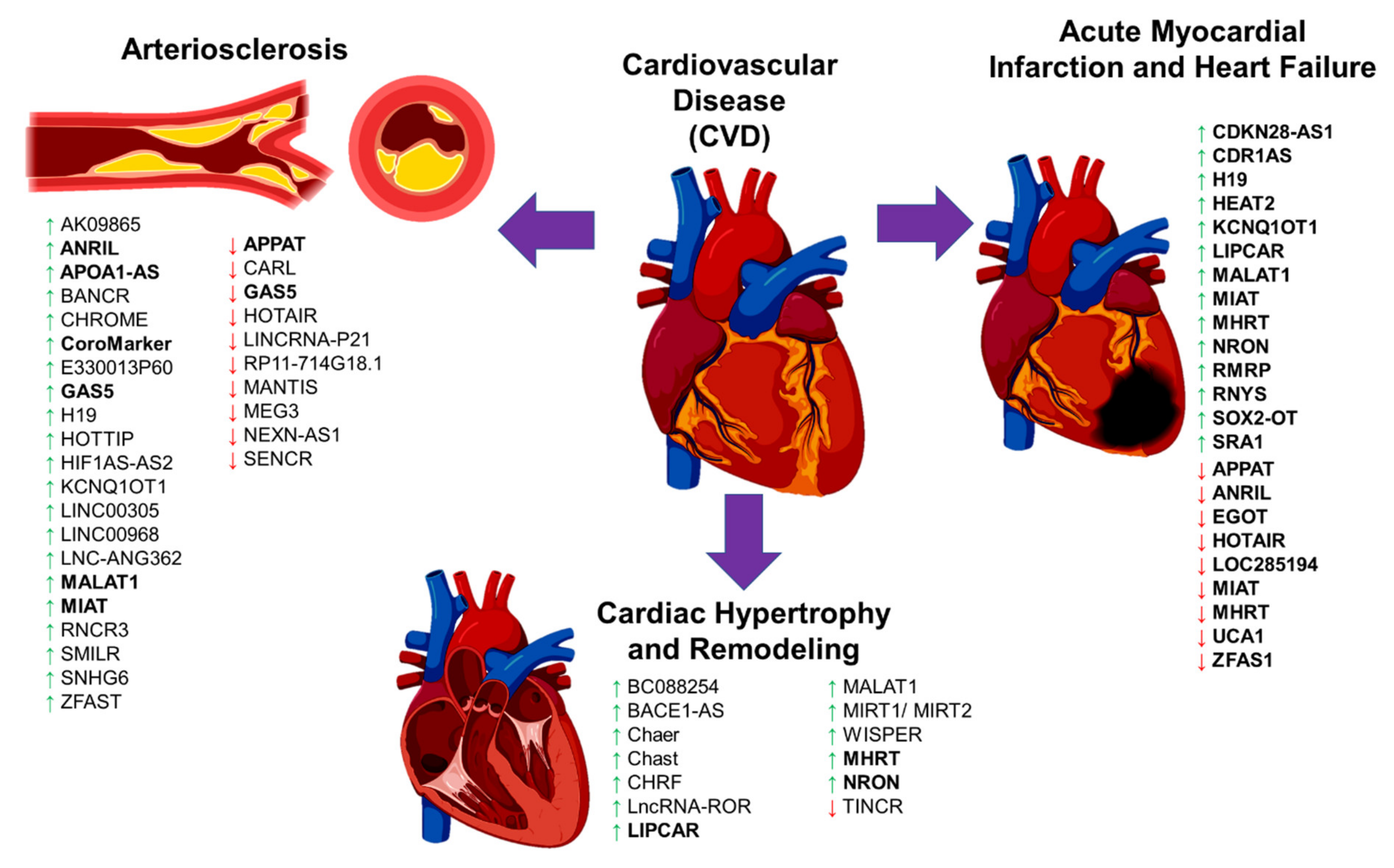 Diagnostics 11 00145 g002 Diagnostics 11 00145 g002