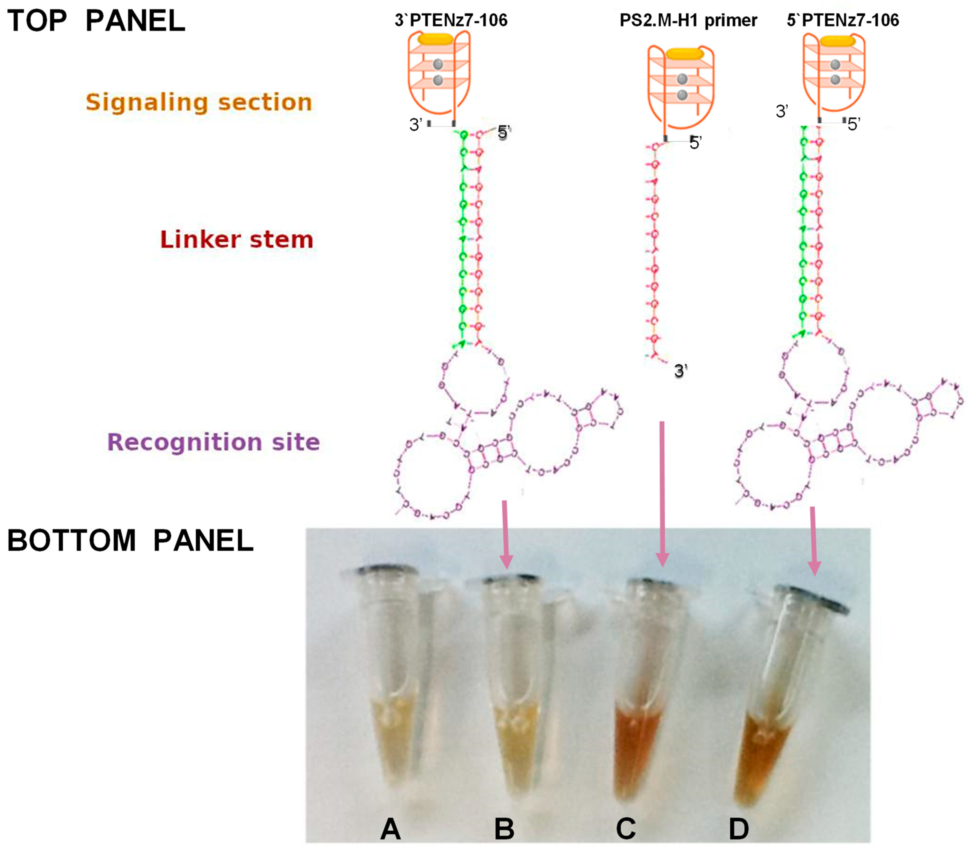 Diagnostics 11 00171 g001