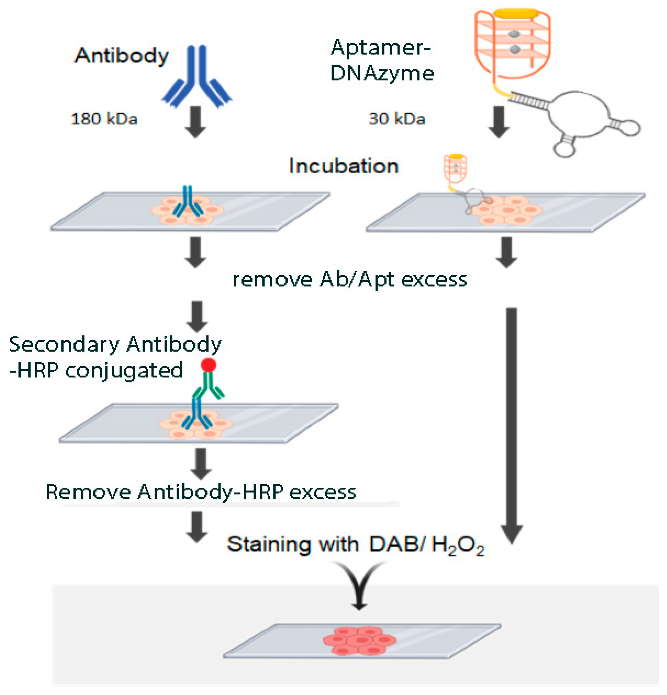 Diagnostics 11 00171 g005