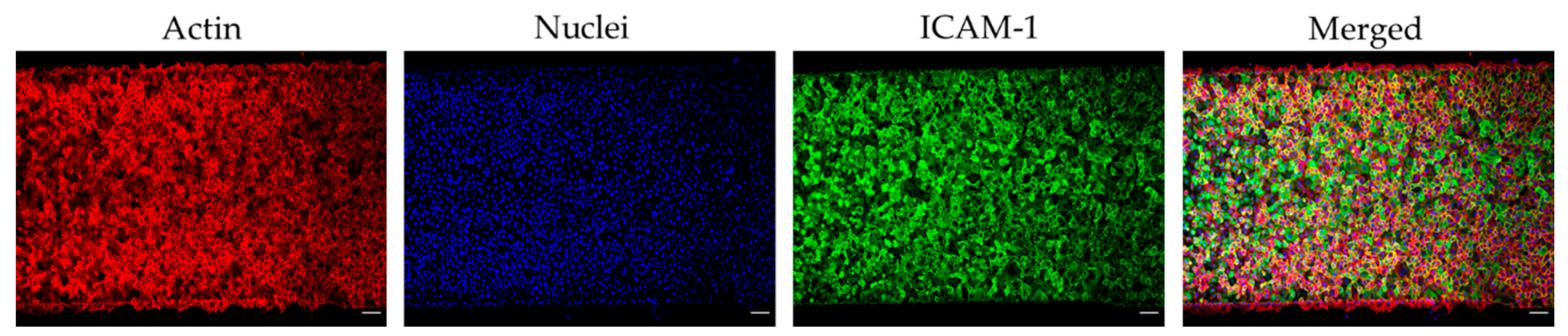 Diagnostics 11 00203 g002 Diagnostics 11 00203 g002