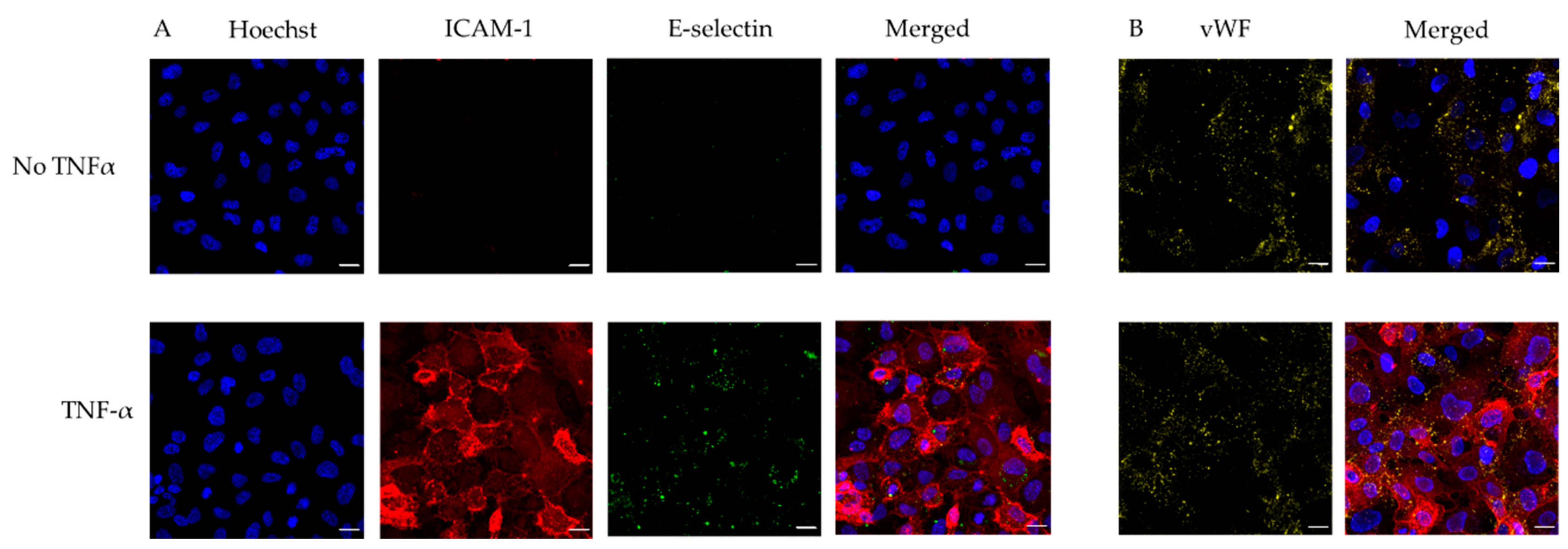 Diagnostics 11 00203 g003 Diagnostics 11 00203 g003