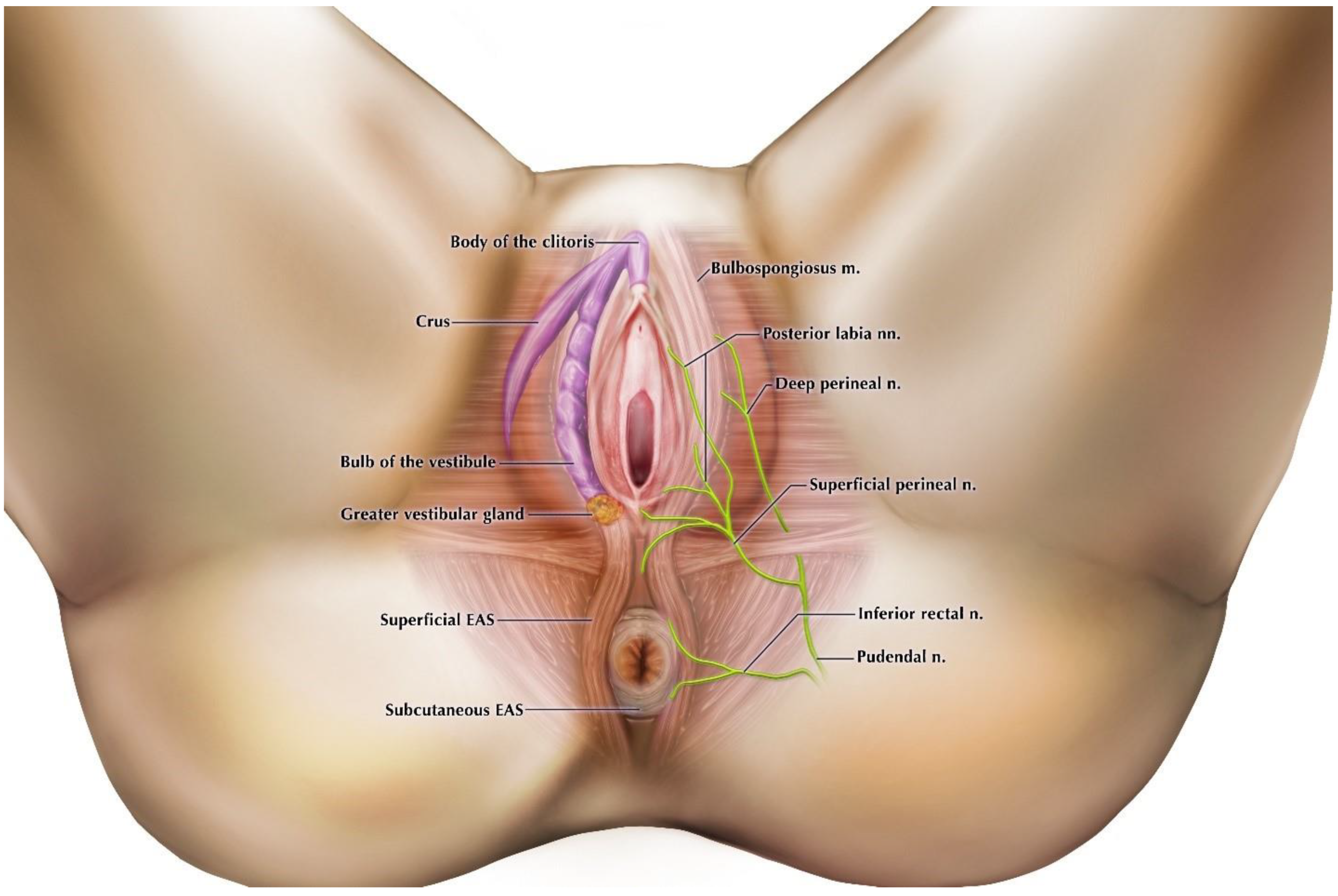 Diagnostics 11 00221 g003
