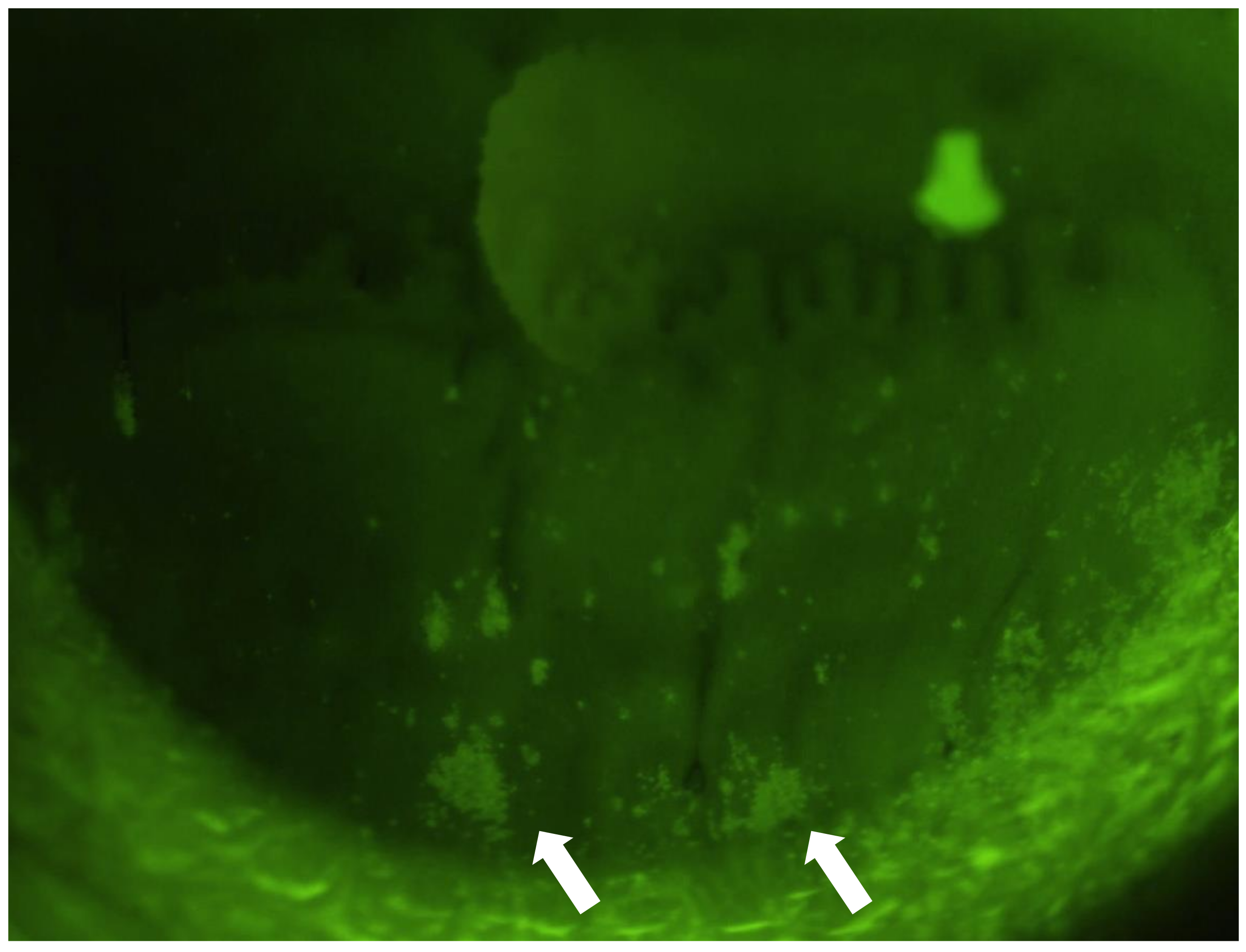 Diagnostics 11 00232 g001 Diagnostics 11 00232 g001