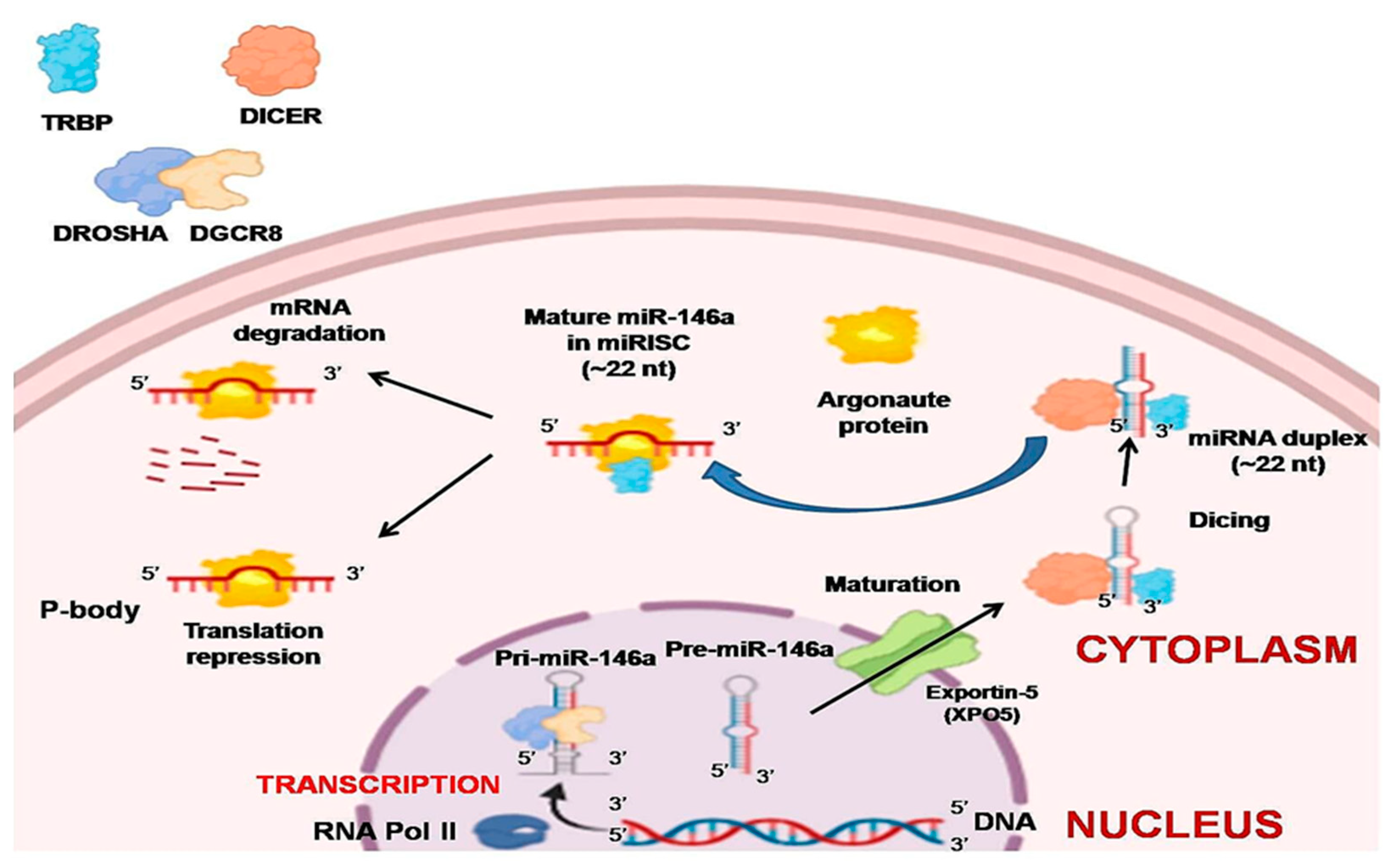 Diagnostics 11 00274 g001