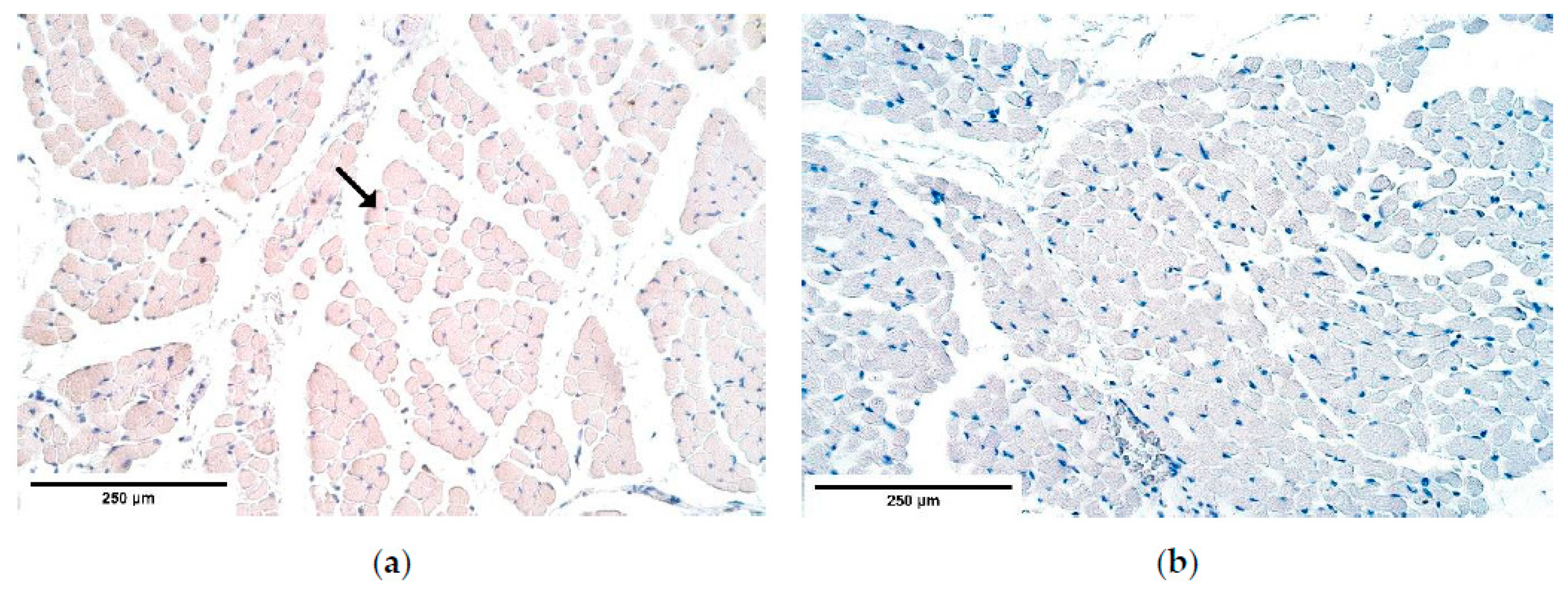 Diagnostics 11 00289 g003