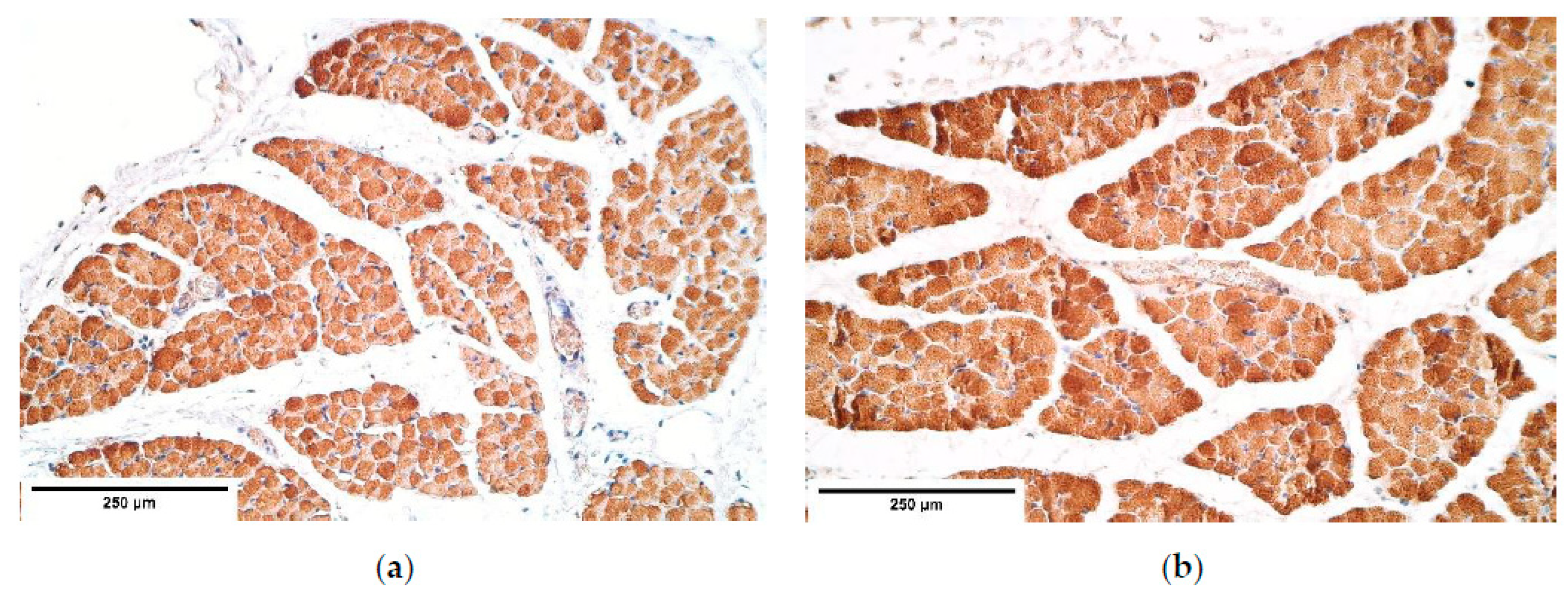 Diagnostics 11 00289 g004