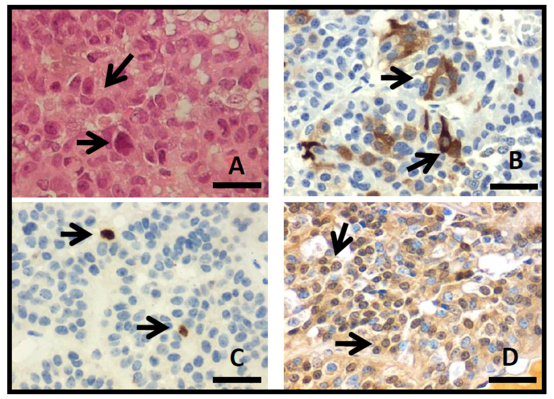 Diagnostics 11 00330 g002 Diagnostics 11 00330 g002