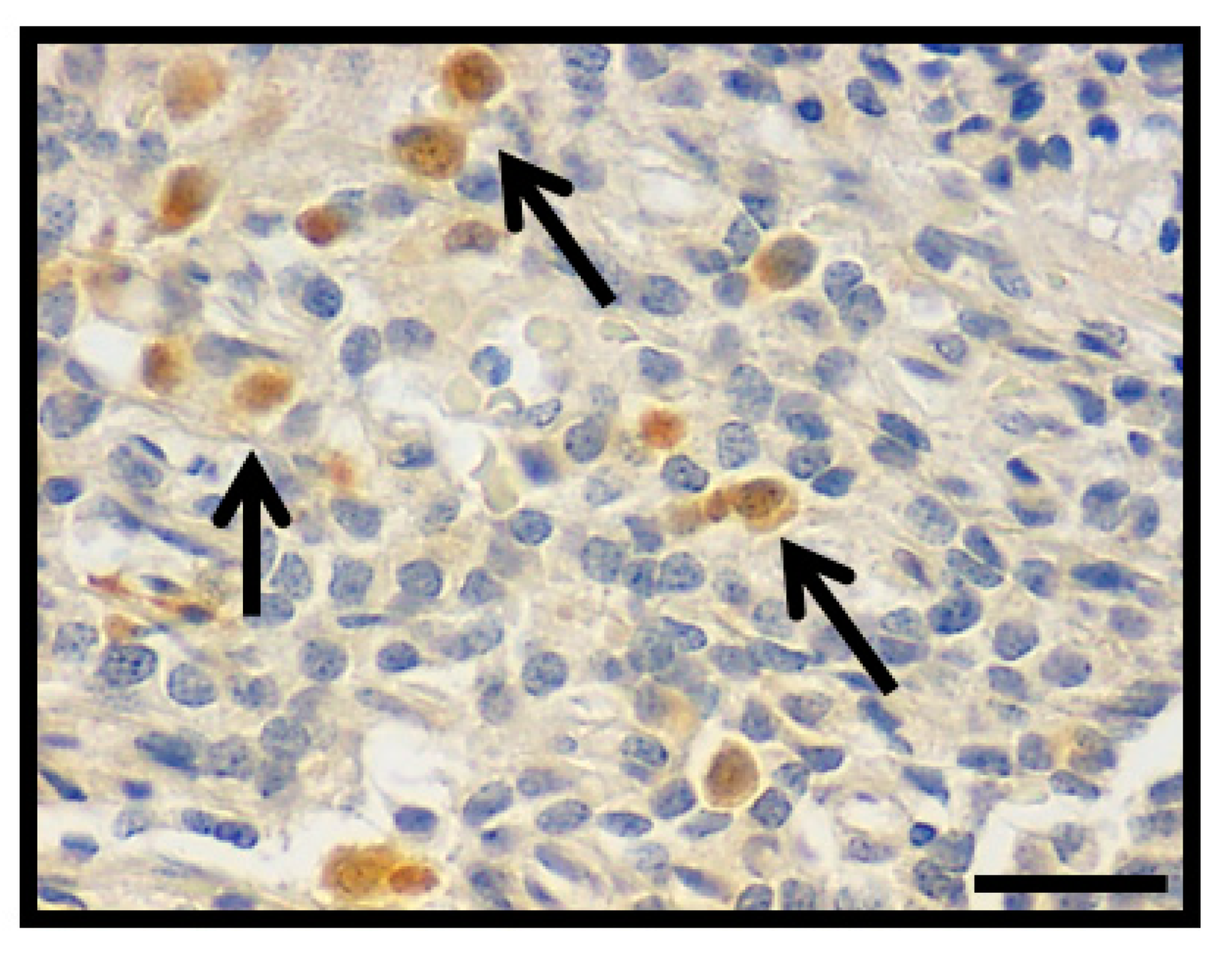 Diagnostics 11 00330 g005 Diagnostics 11 00330 g005