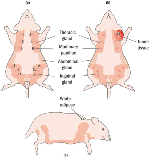 Tissue Collection In Rats Towards Accurate Microwave Characterization of Tissues: Sensing Depth ...