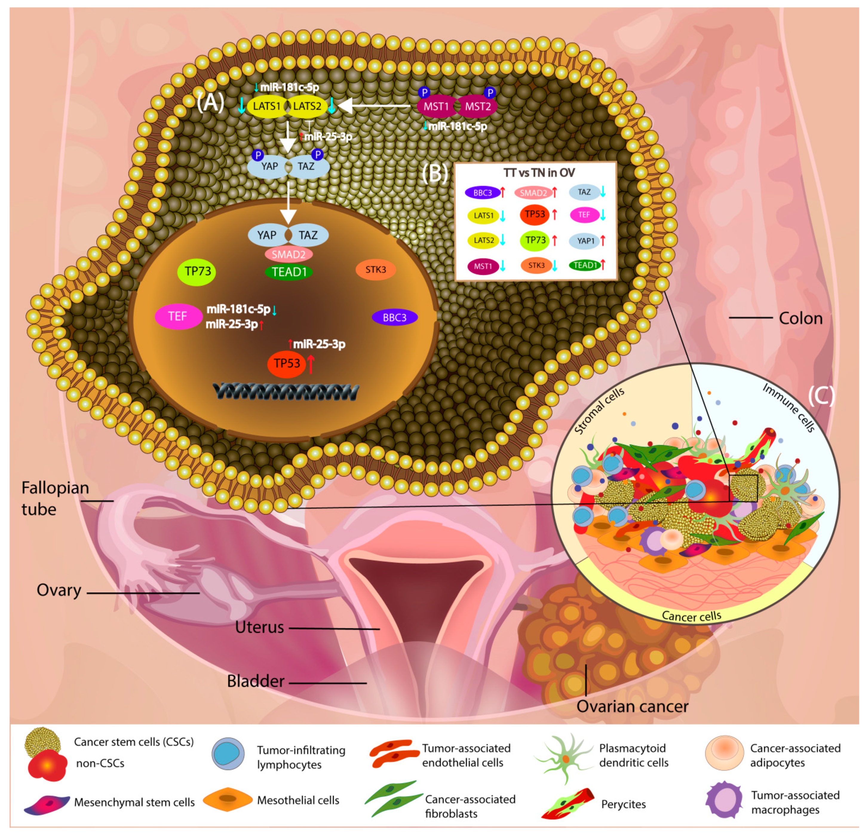 Diagnostics 11 00344 g008 Diagnostics 11 00344 g008