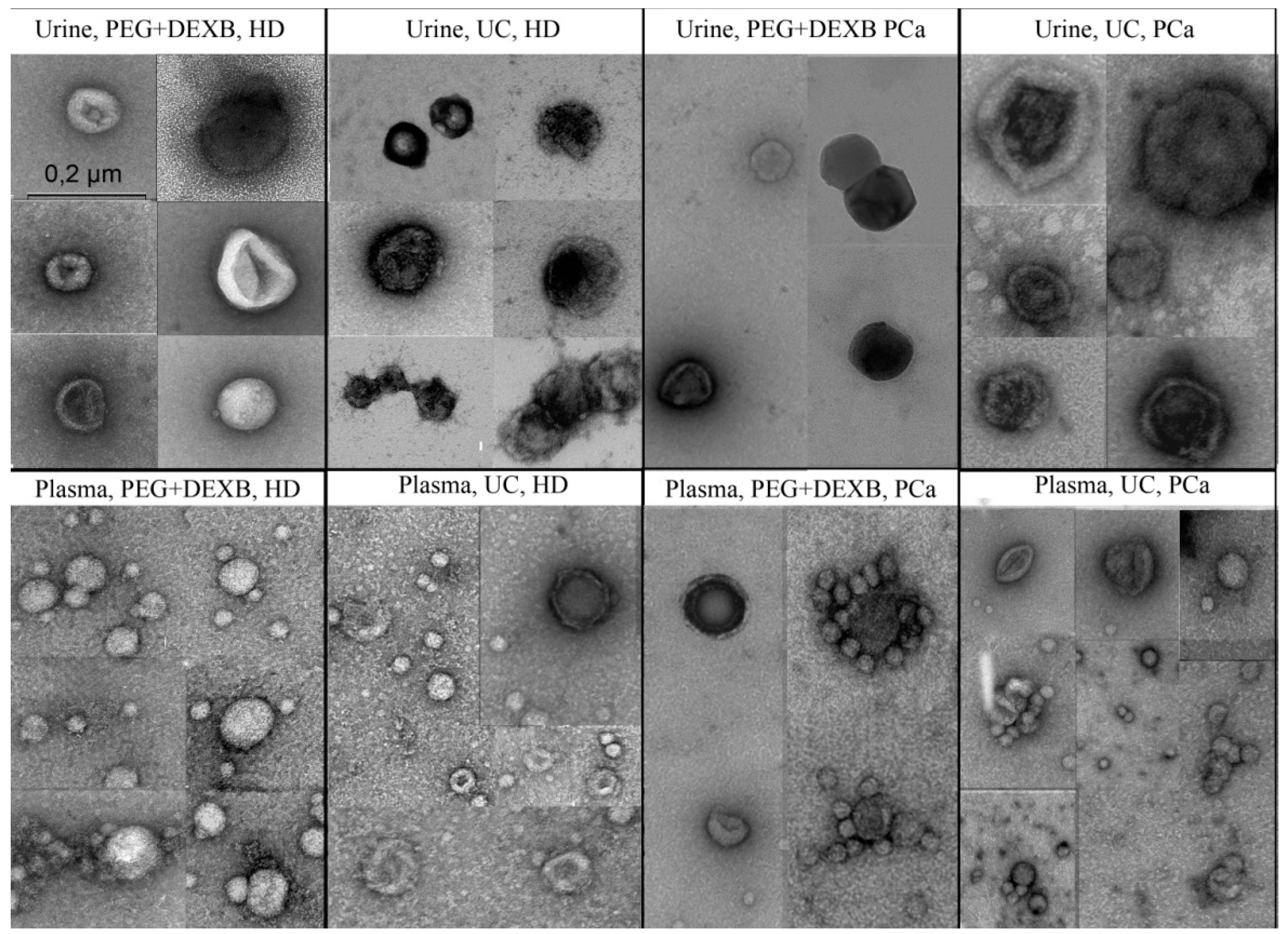 Diagnostics 11 00384 g002 Diagnostics 11 00384 g002