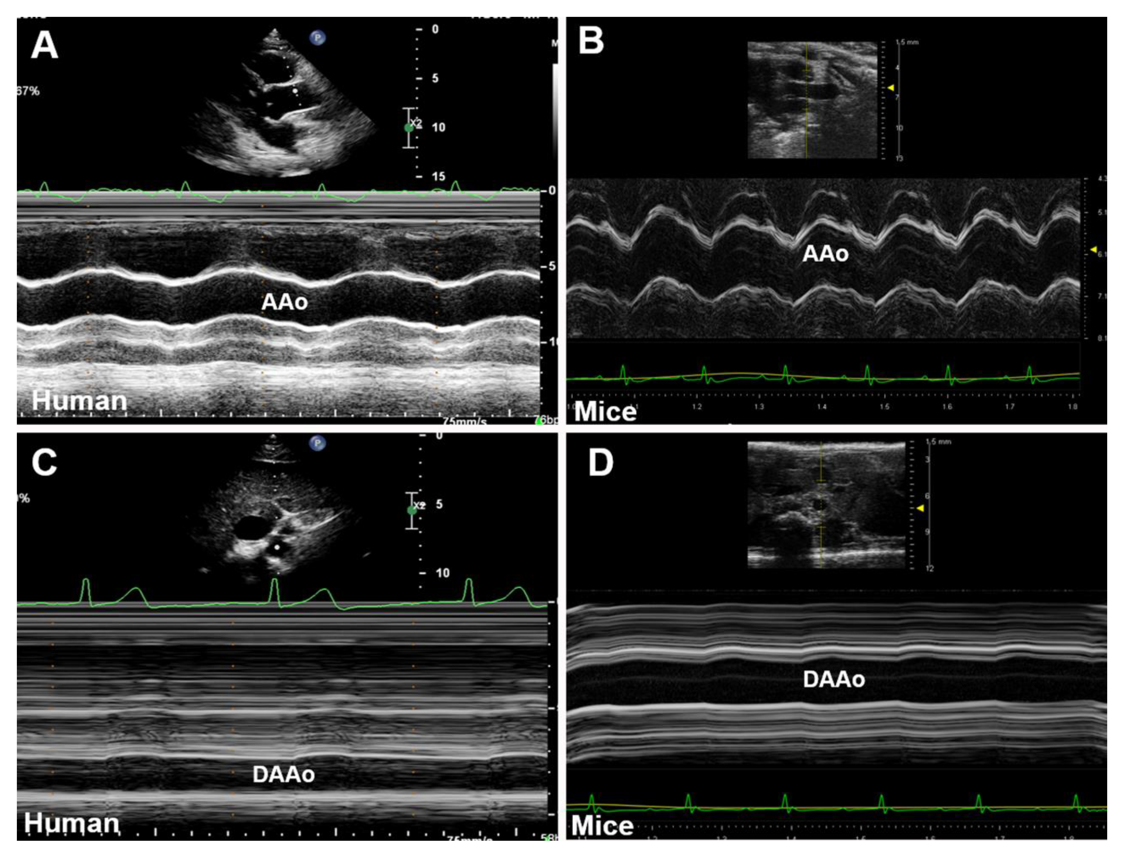 Diagnostics 11 00454 g002