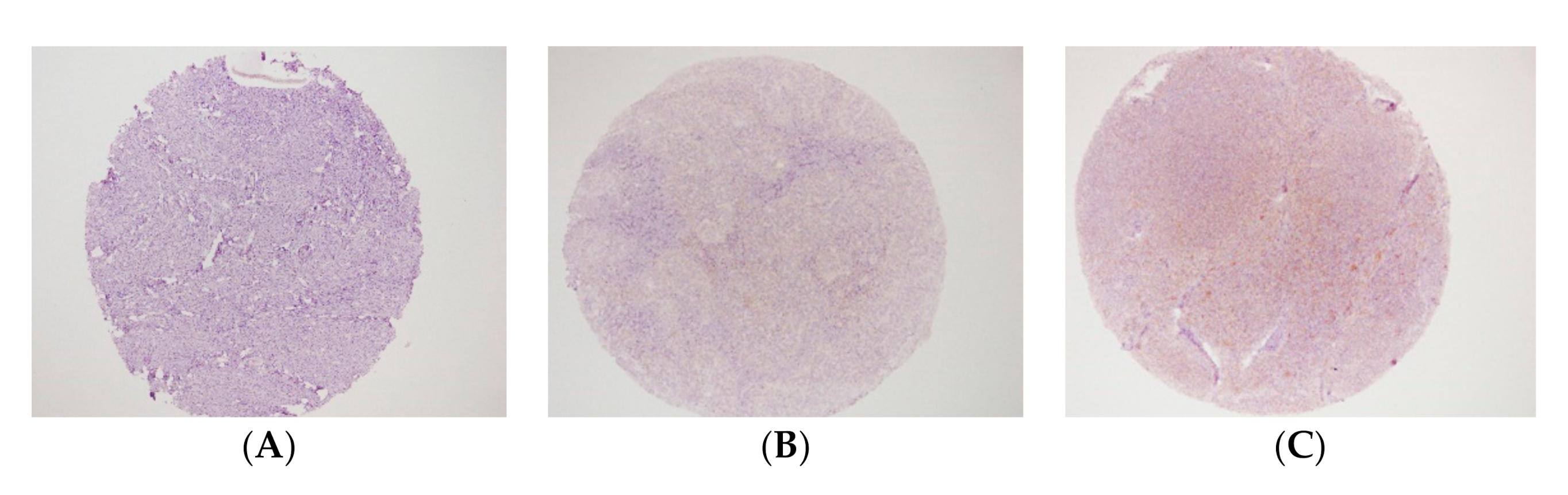 Diagnostics 11 00526 g001