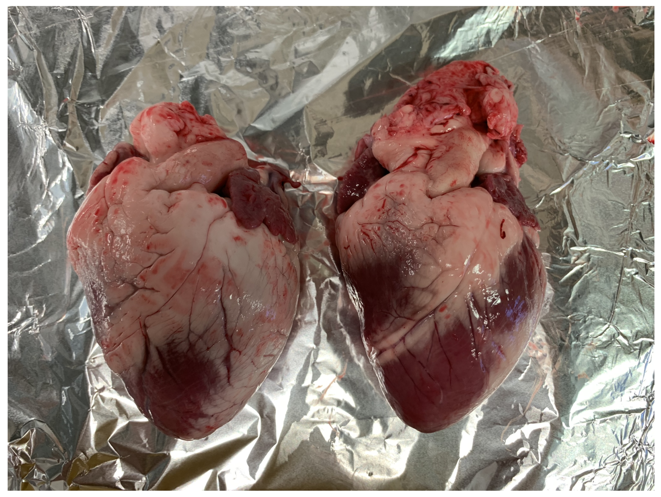 Diagnostics 11 00531 g002 Diagnostics 11 00531 g002