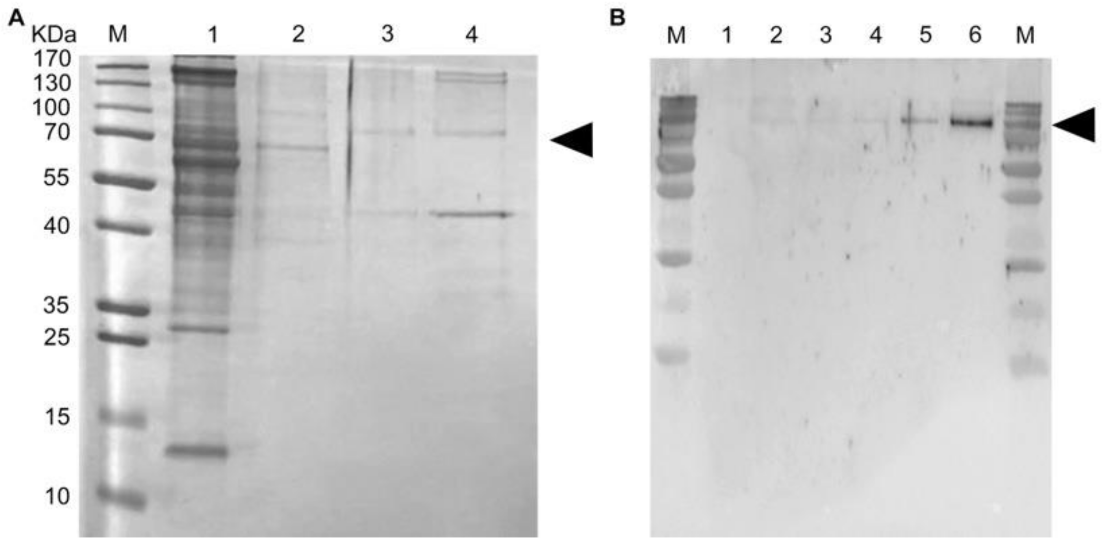 Diagnostics 11 00537 g005