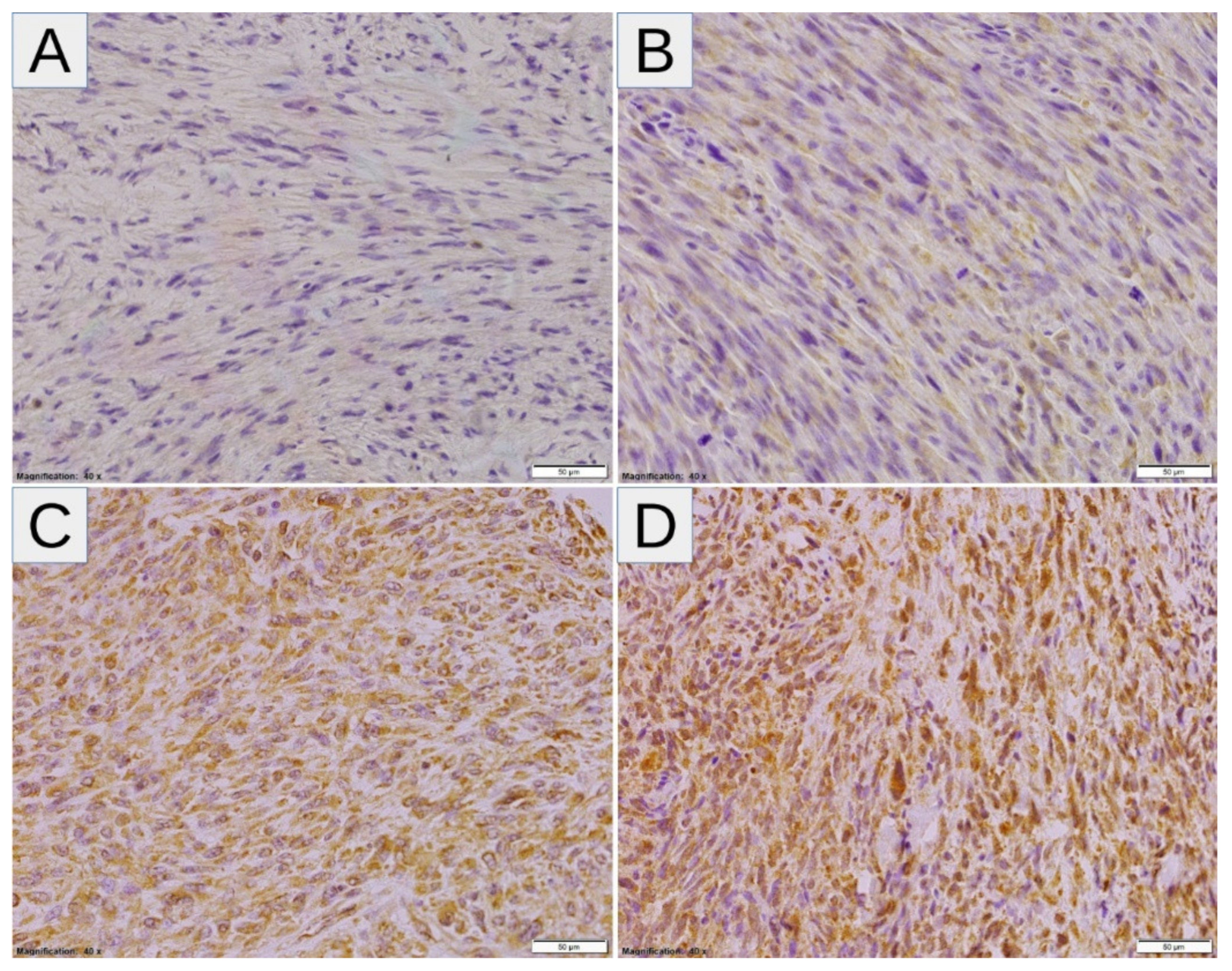 Diagnostics 11 00598 g004 Diagnostics 11 00598 g004