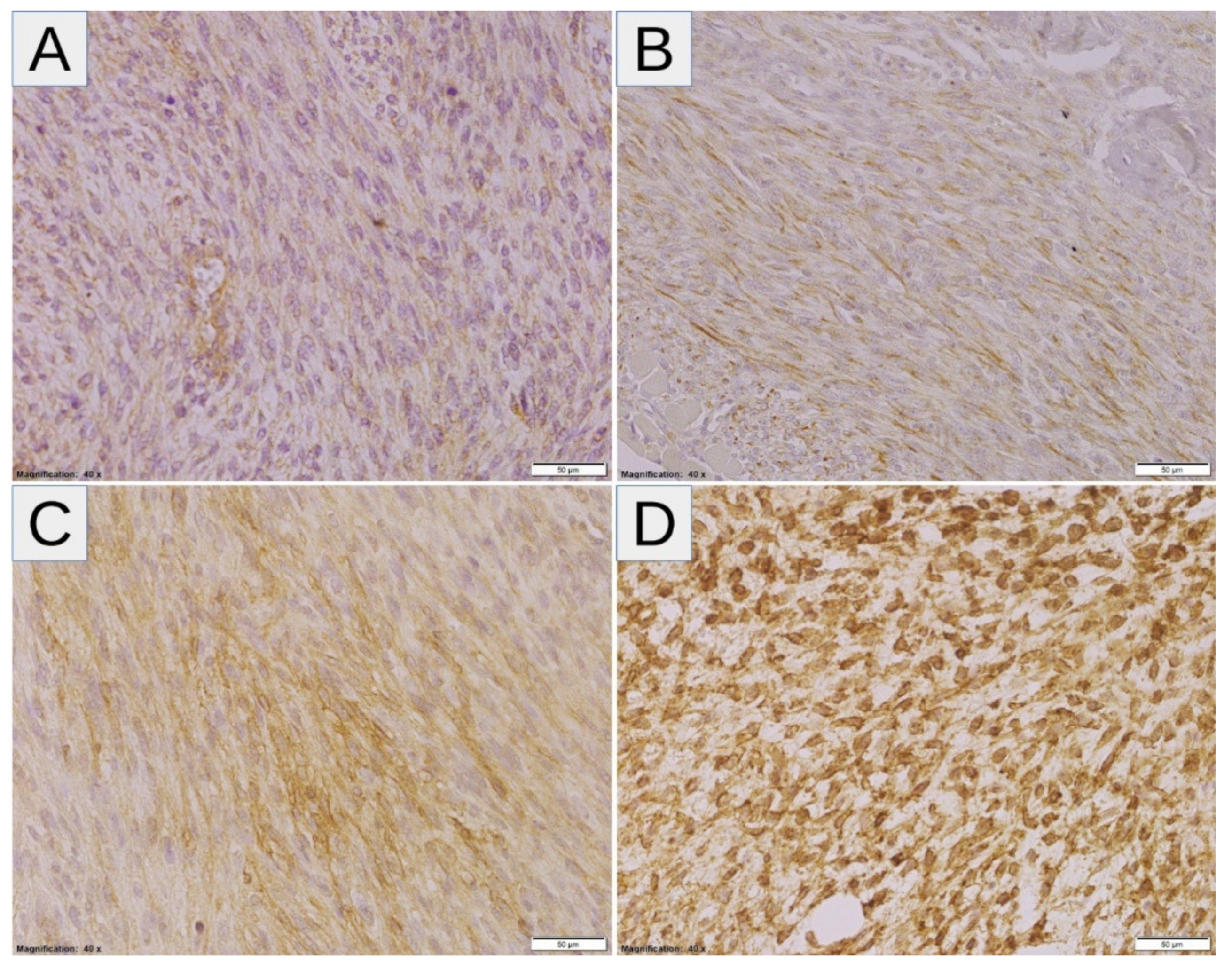 Diagnostics 11 00598 g005 Diagnostics 11 00598 g005