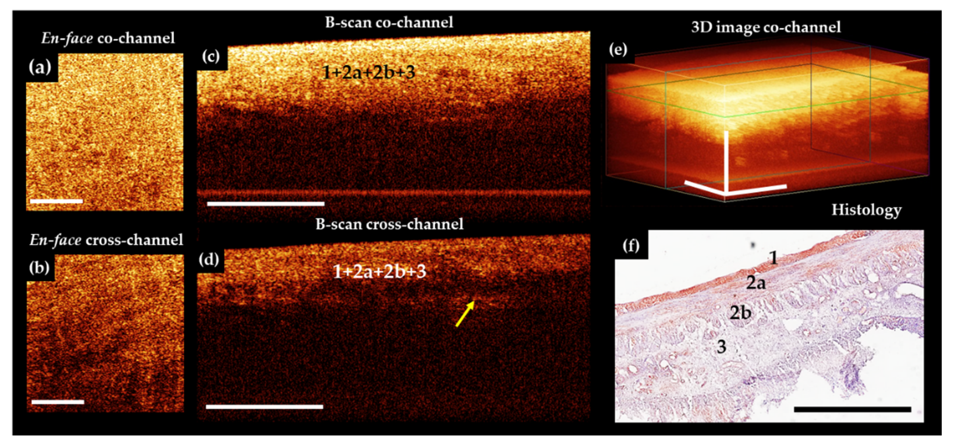 Diagnostics 11 00705 g005