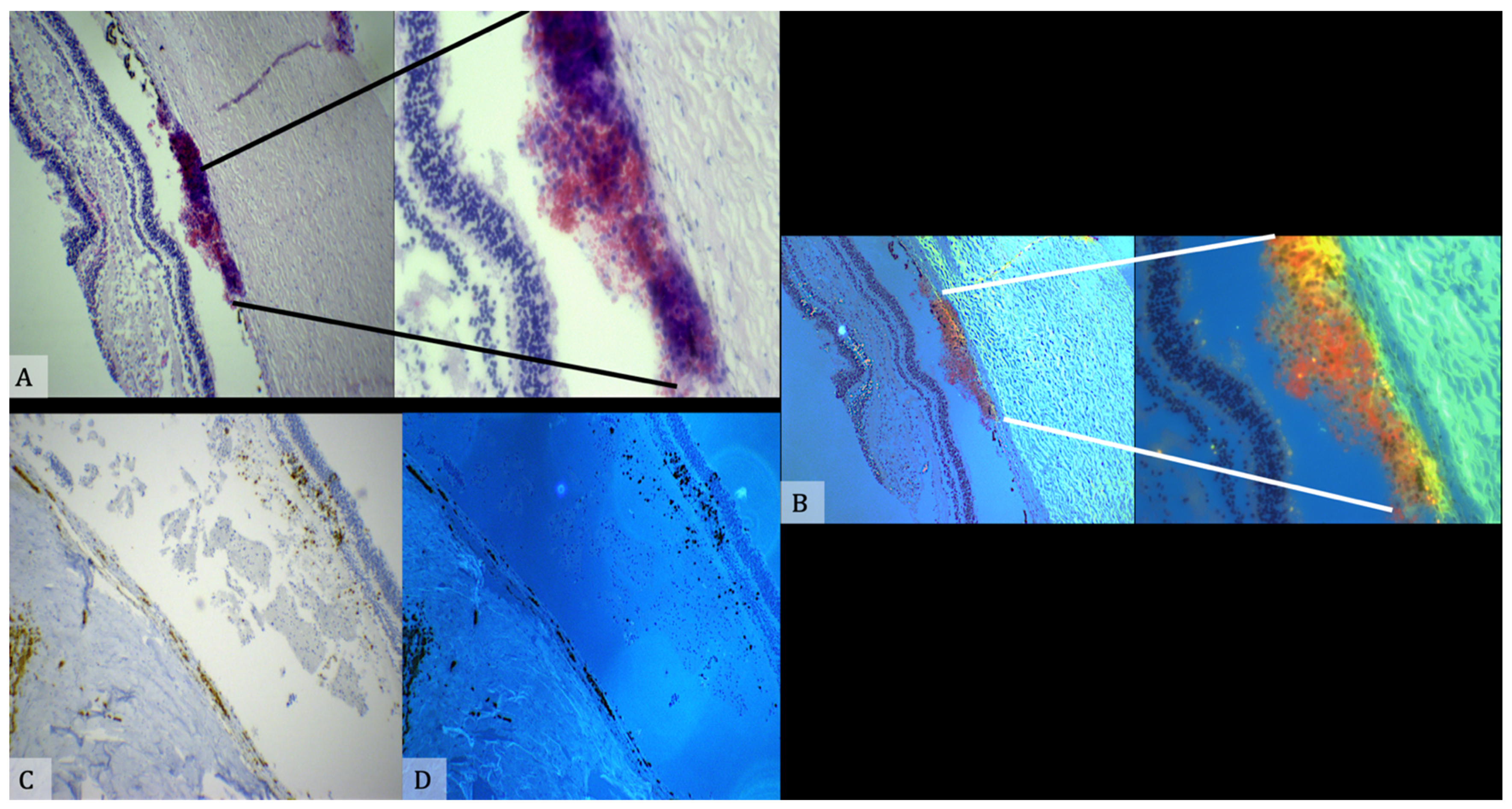 Diagnostics 11 00734 g006 Diagnostics 11 00734 g006