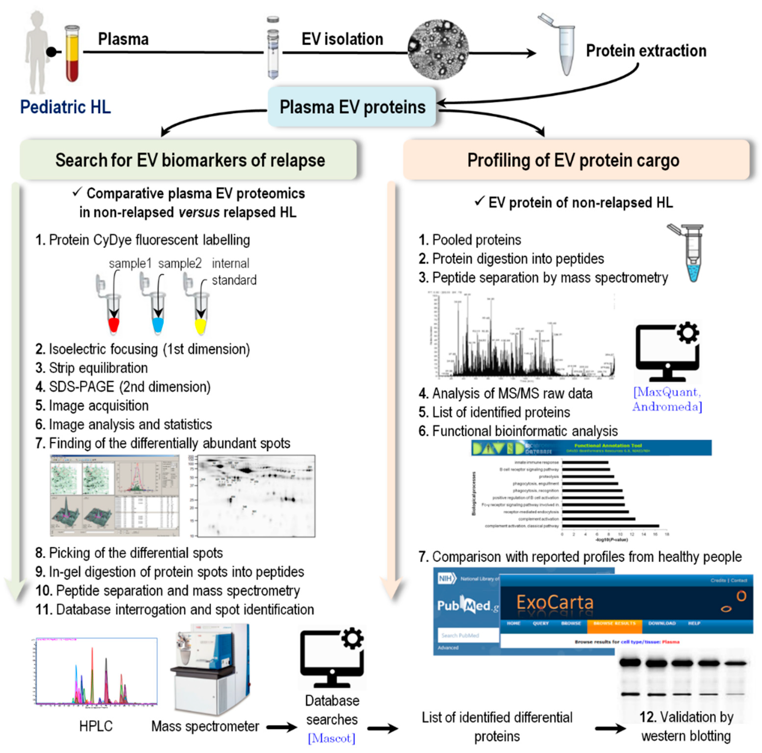 Diagnostics 11 00917 g002 Diagnostics 11 00917 g002