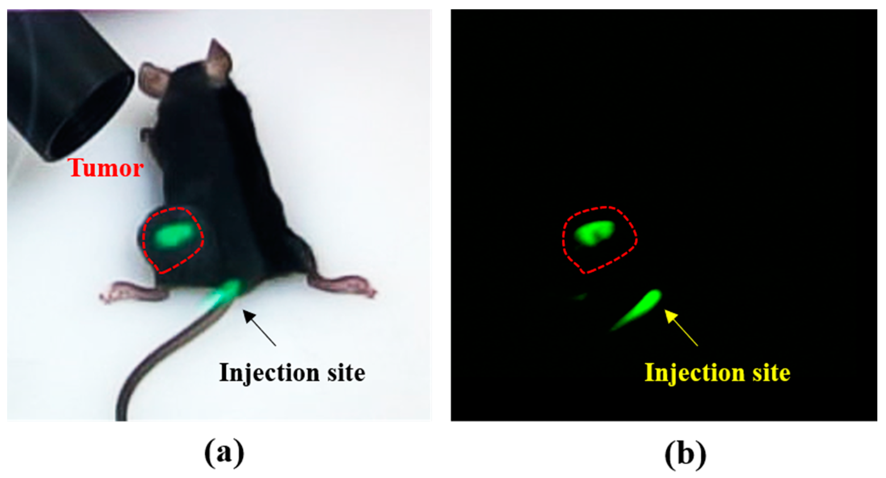 Diagnostics 11 00927 g005