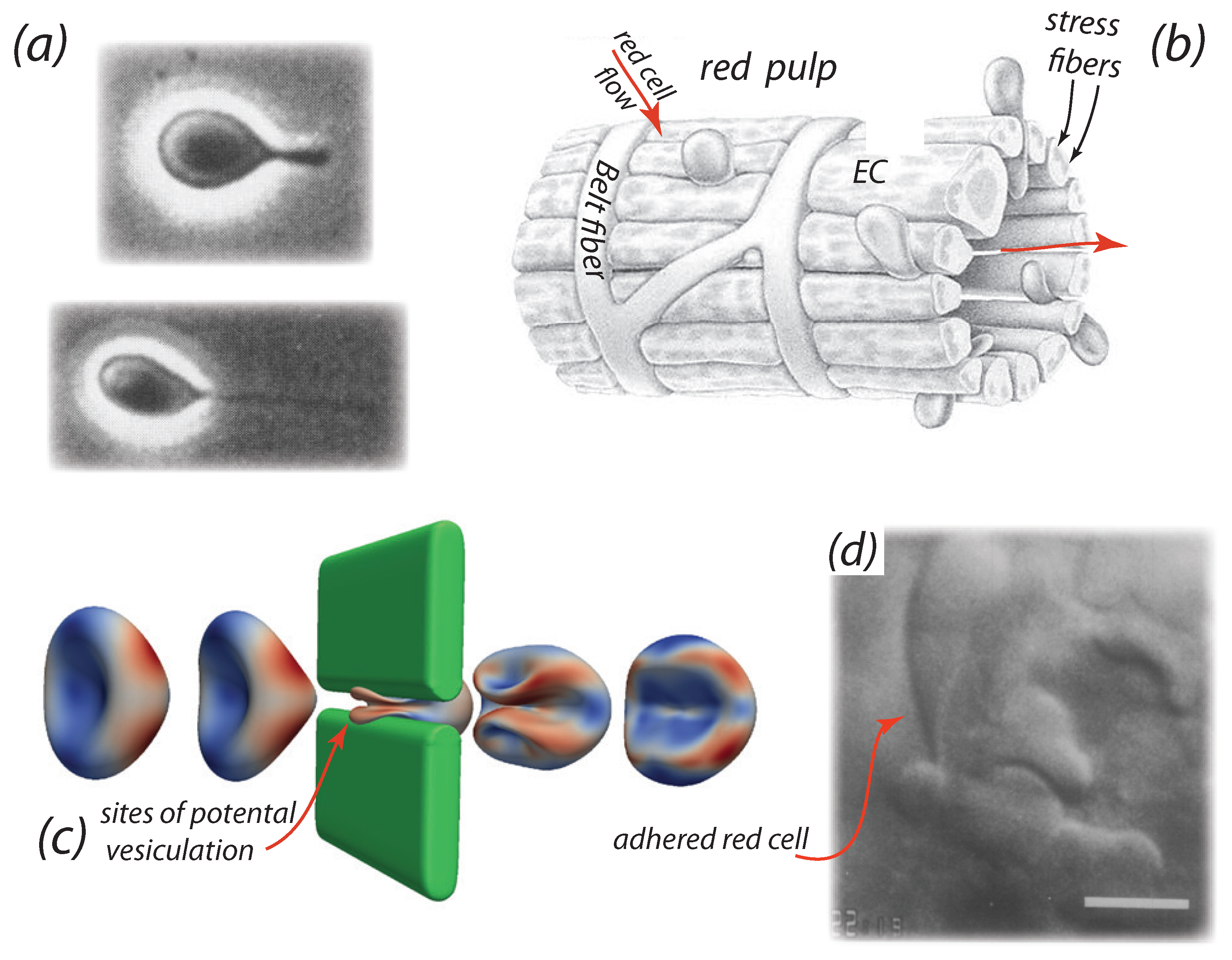 Diagnostics 11 00971 g001 Diagnostics 11 00971 g001