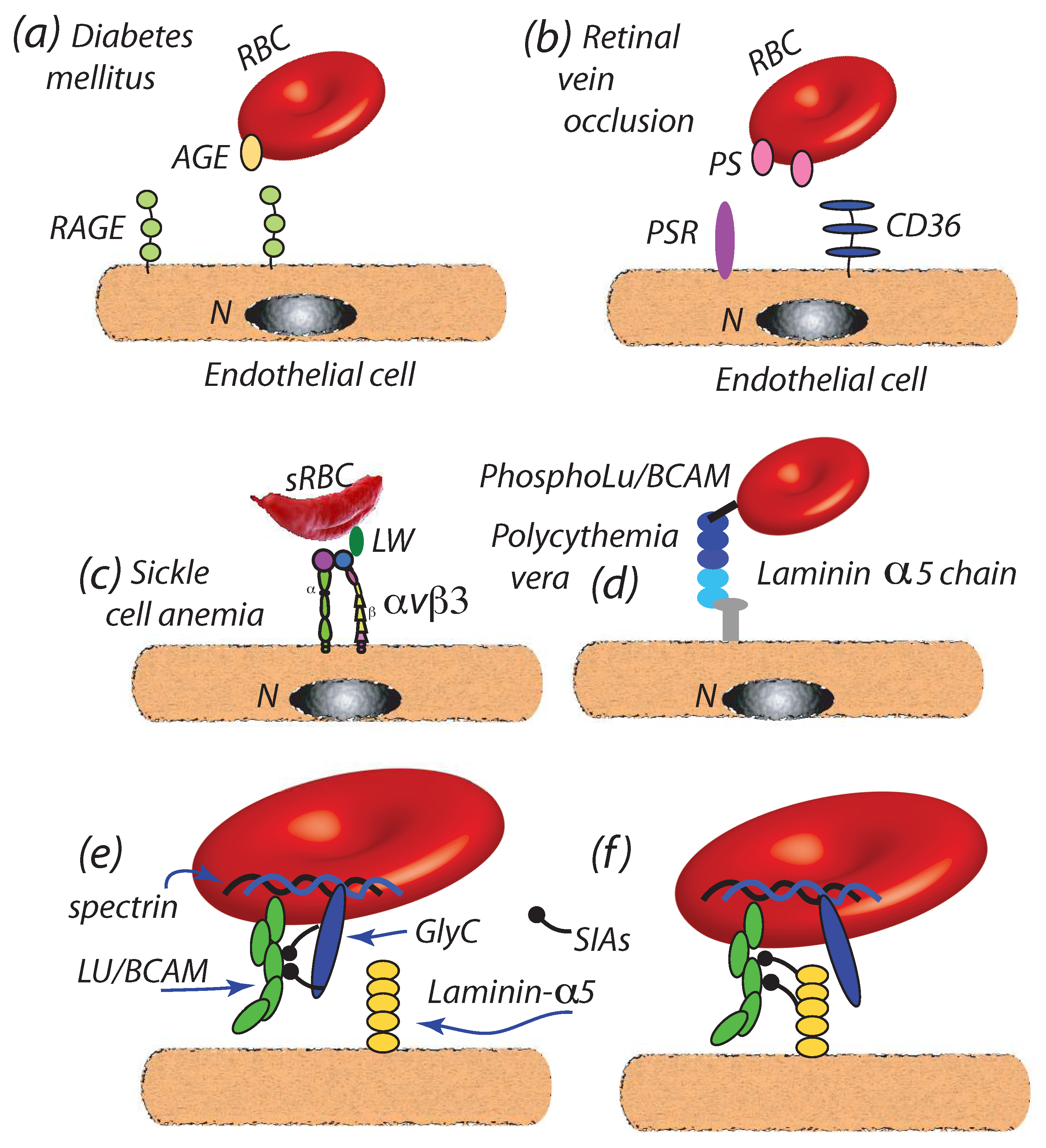 Diagnostics 11 00971 g004 Diagnostics 11 00971 g004