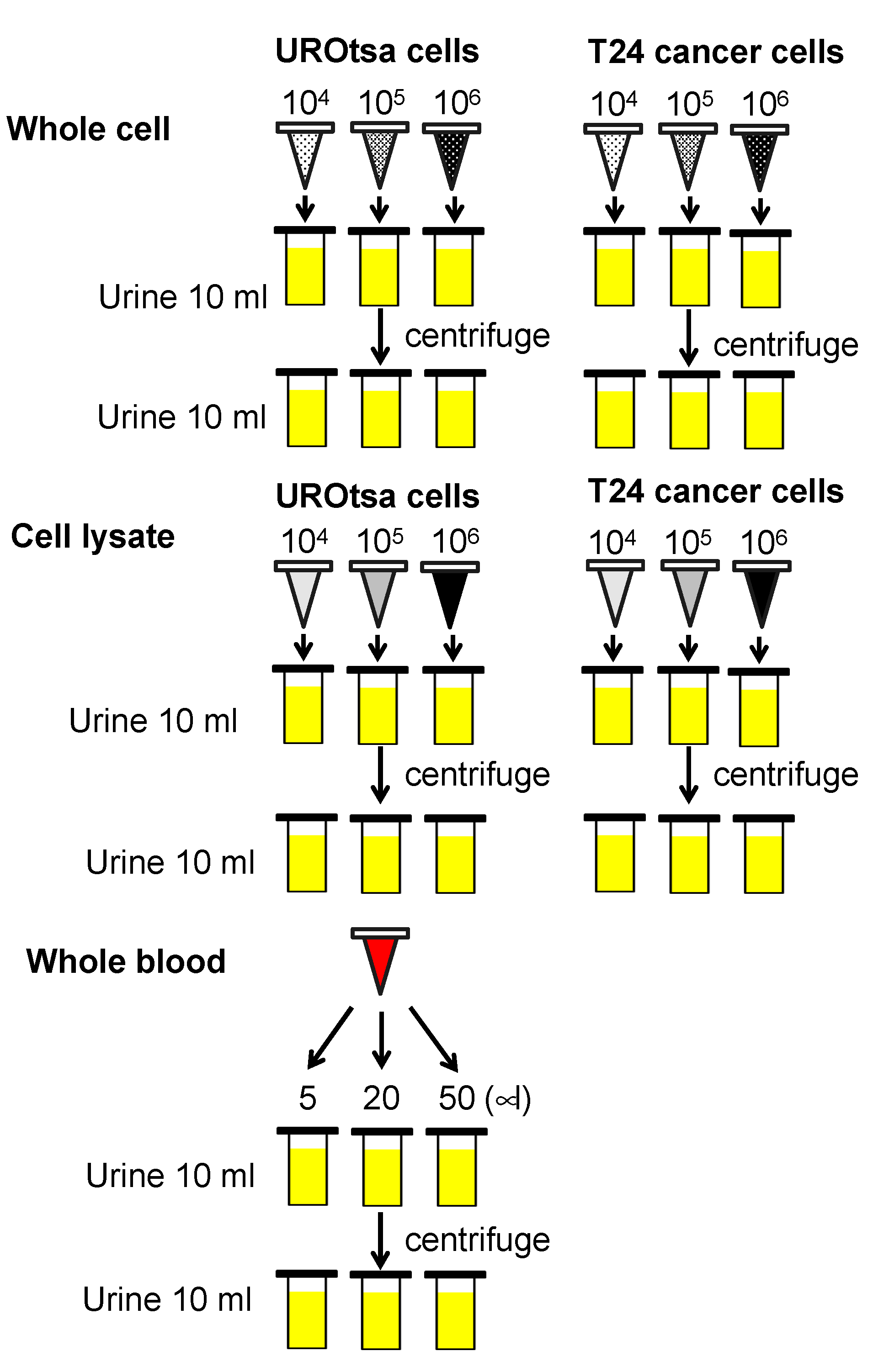 Diagnostics 11 01023 g001 Diagnostics 11 01023 g001