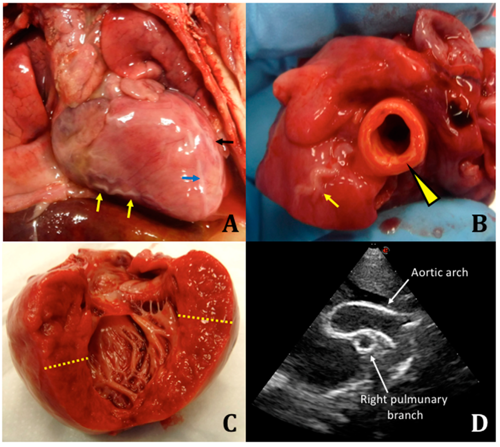 Diagnostics 11 01034 g001