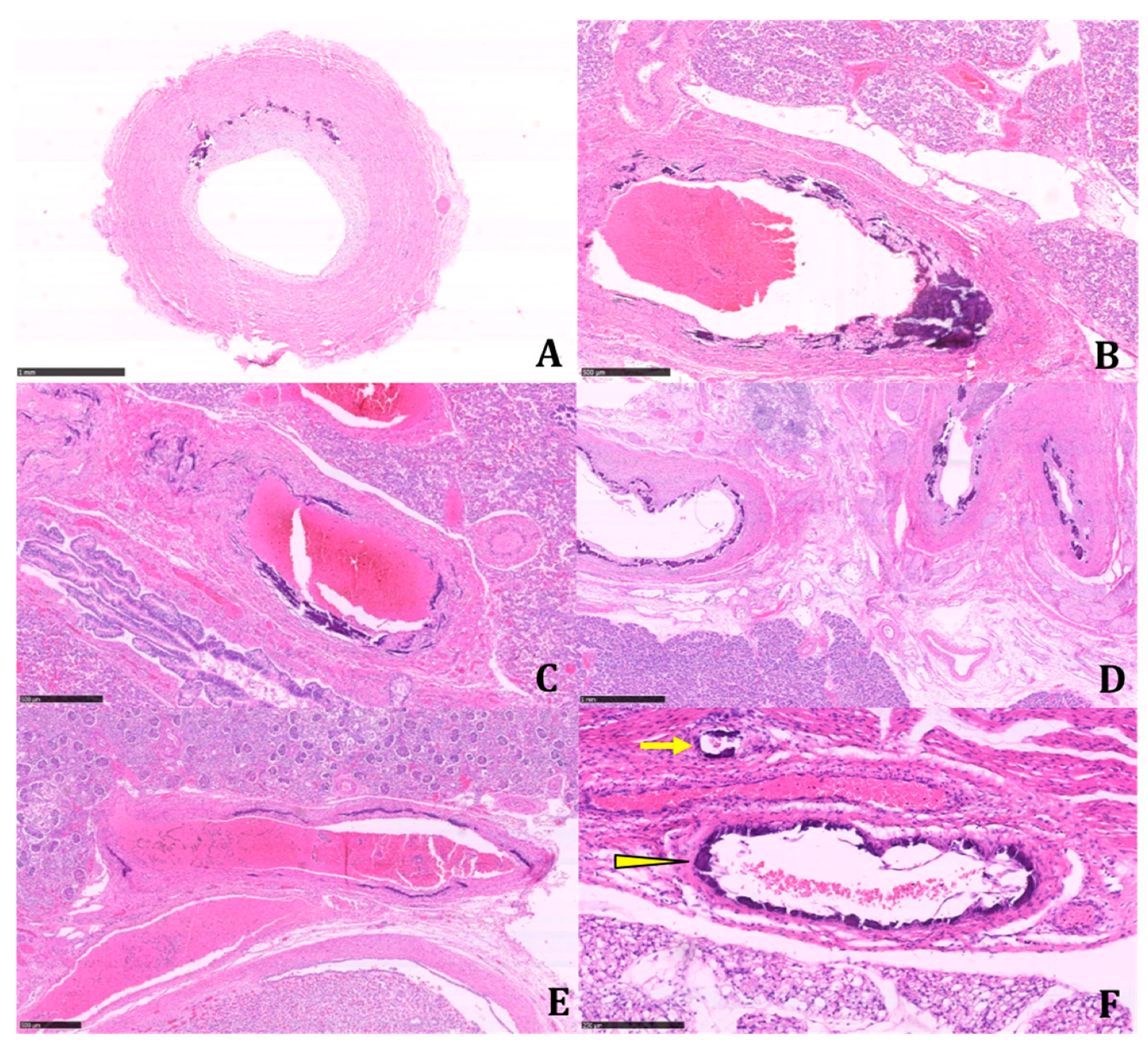Diagnostics 11 01034 g002