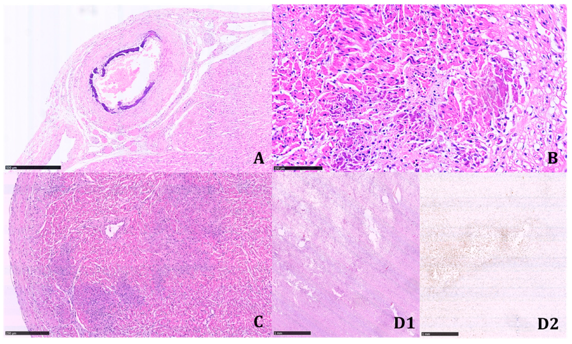 Diagnostics 11 01034 g005
