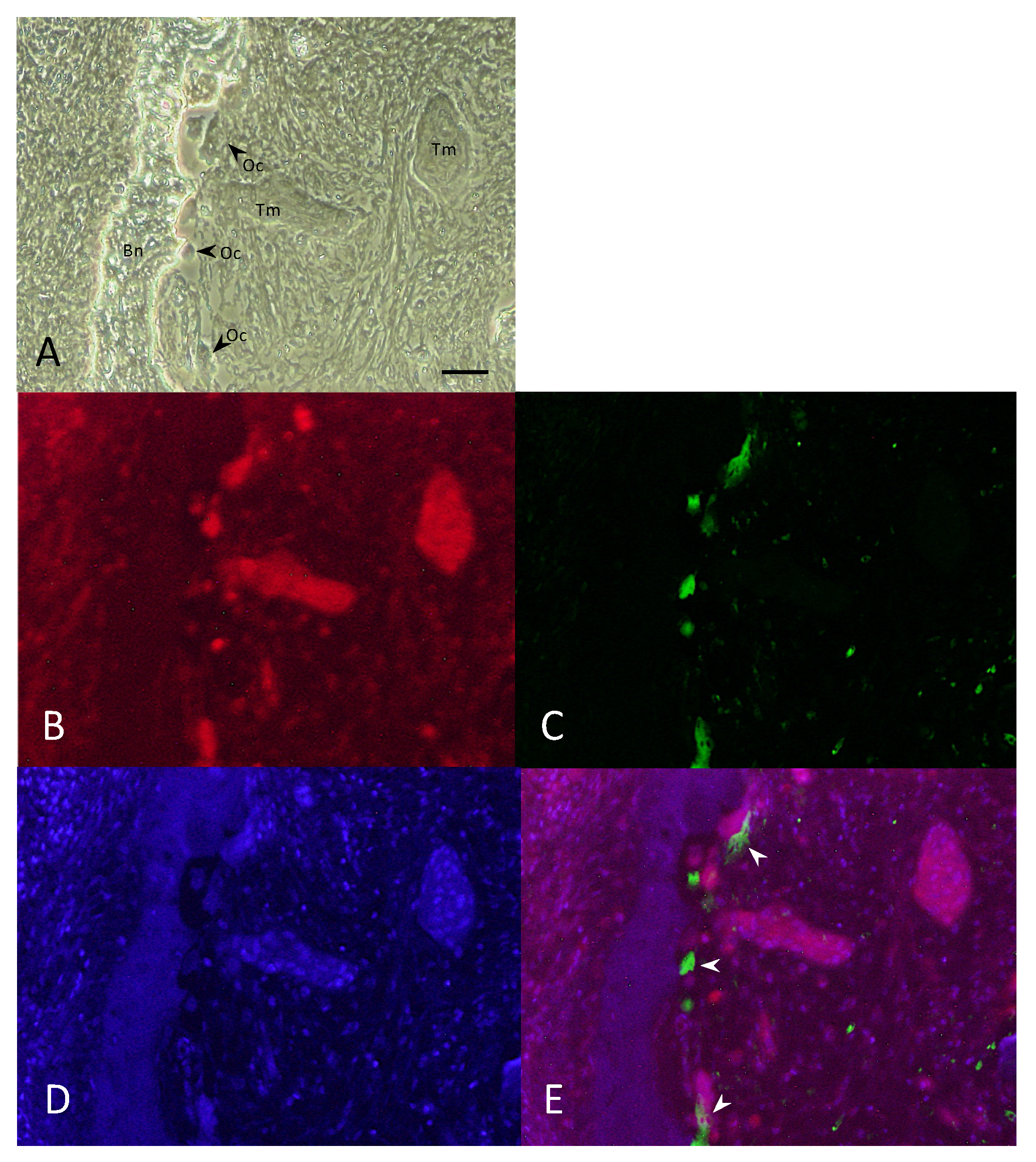 Diagnostics 11 01044 g002 Diagnostics 11 01044 g002