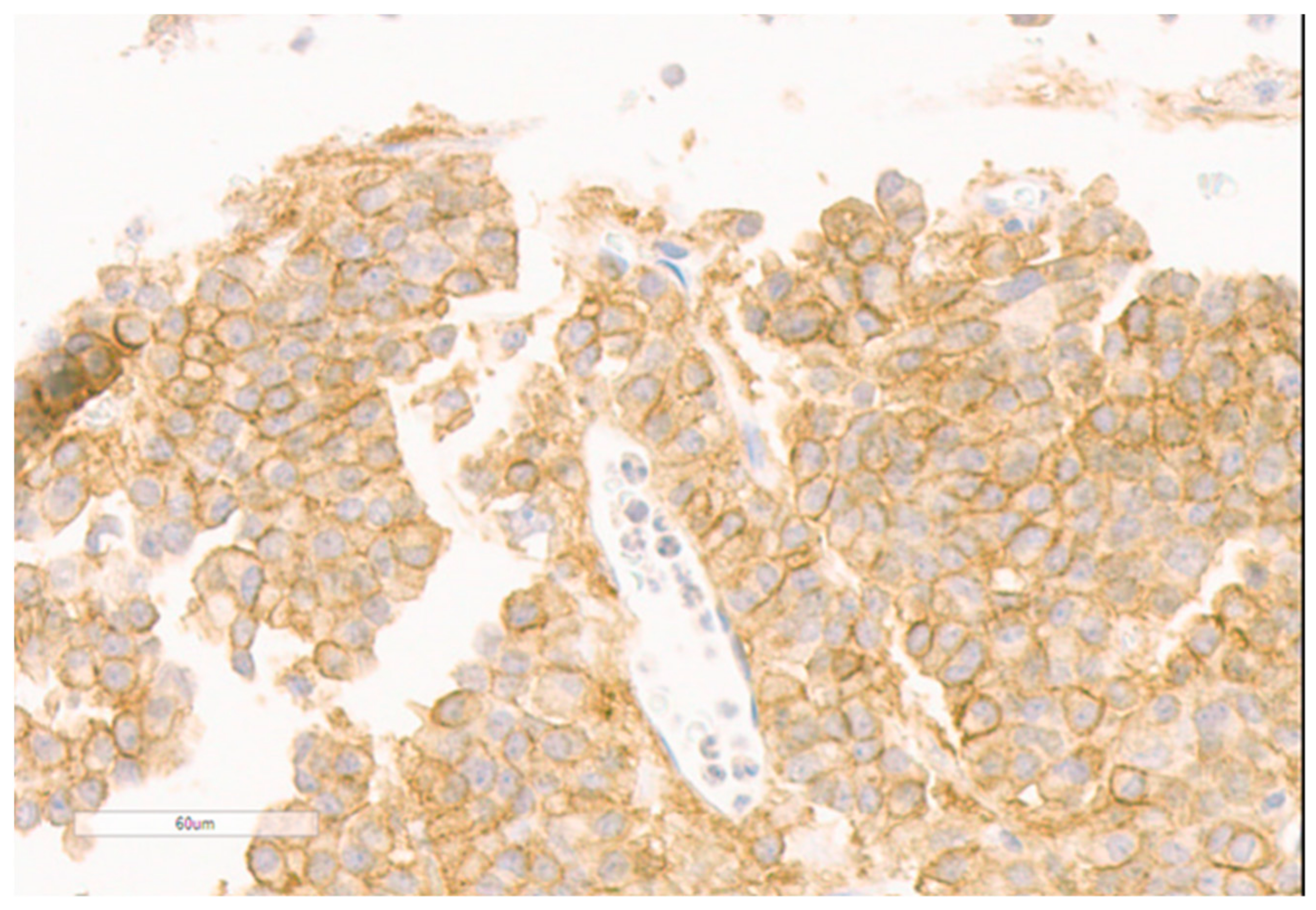 Diagnostics 11 01050 g003 Diagnostics 11 01050 g003