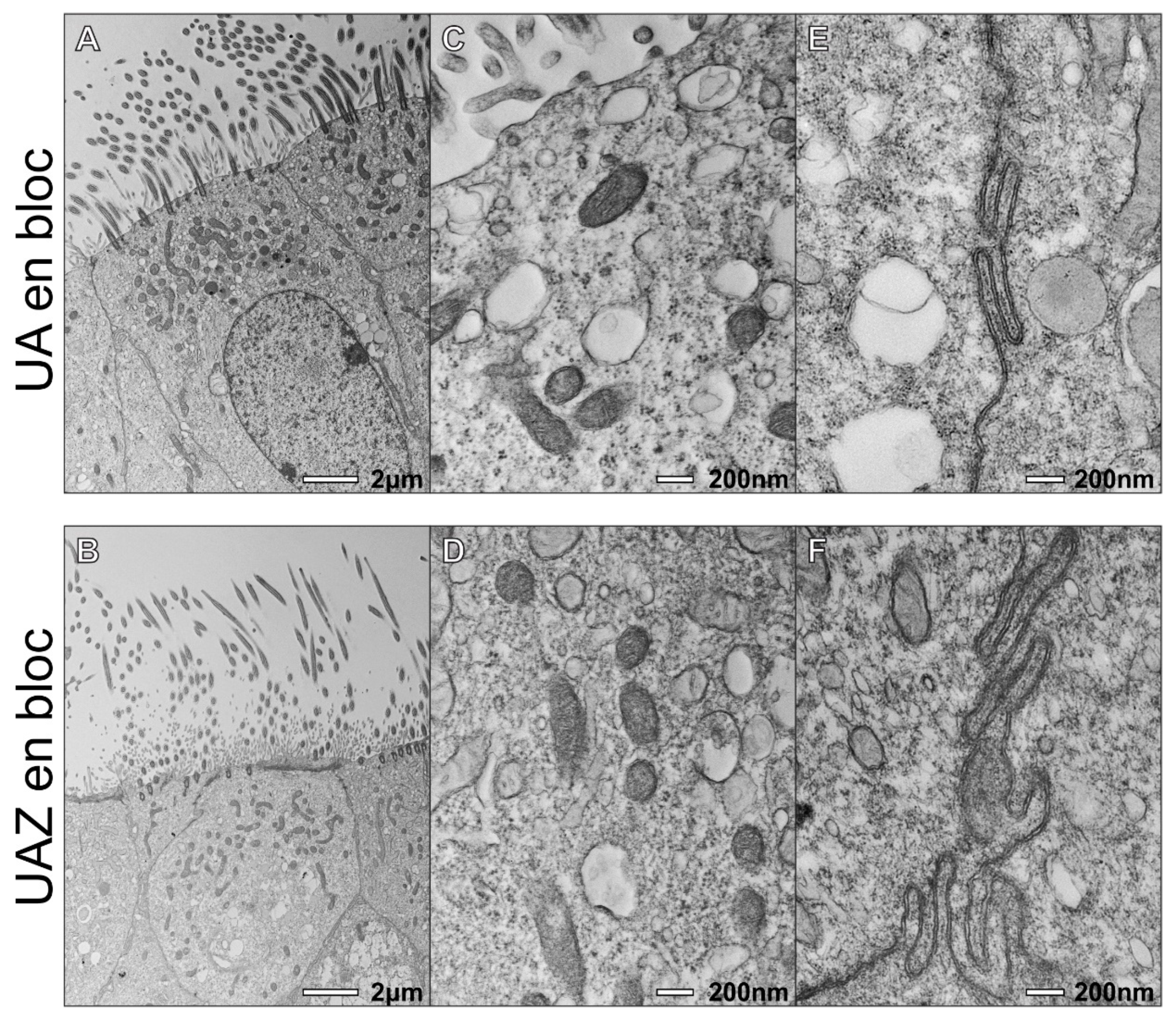 Diagnostics 11 01063 g003 Diagnostics 11 01063 g003