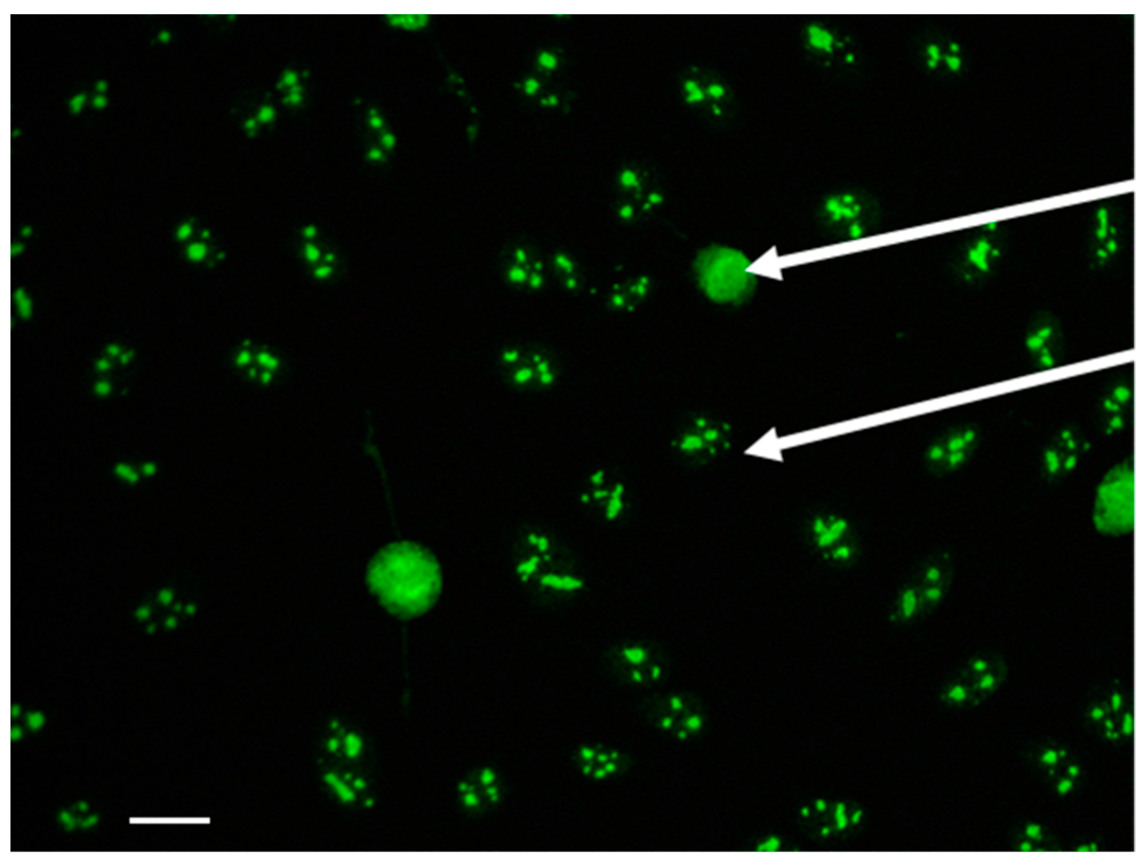 Diagnostics 11 01064 g001
