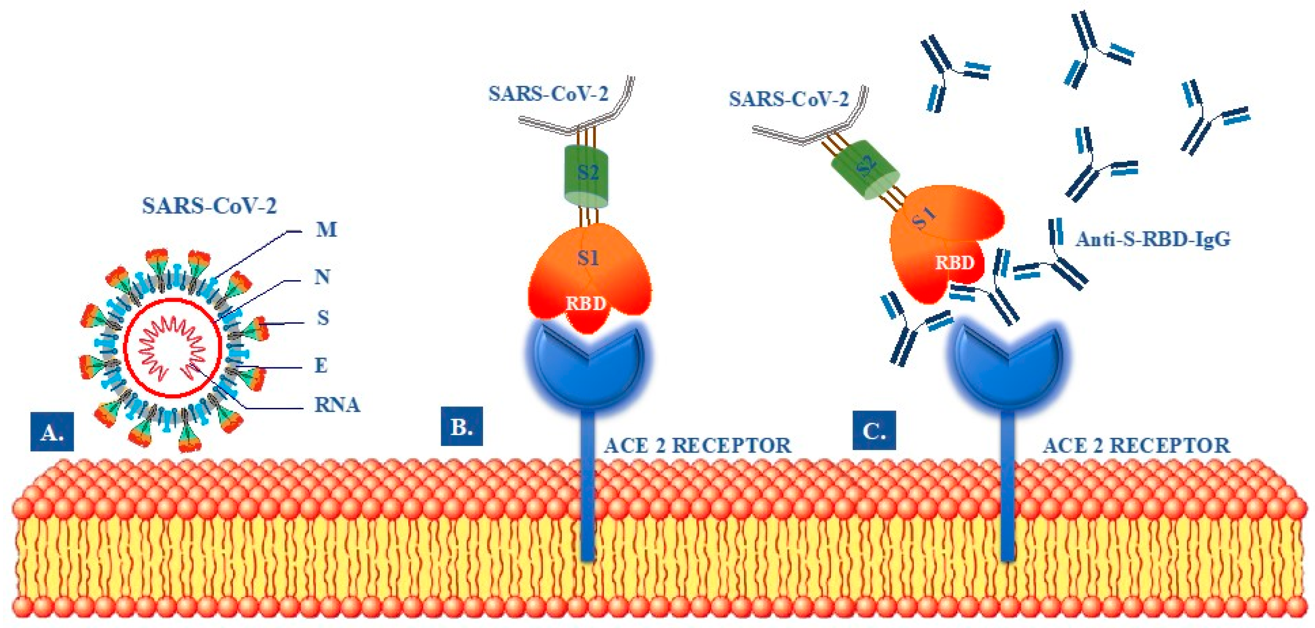 Anti-SARS-CoV-2 Spike Protein S1 Antibodies