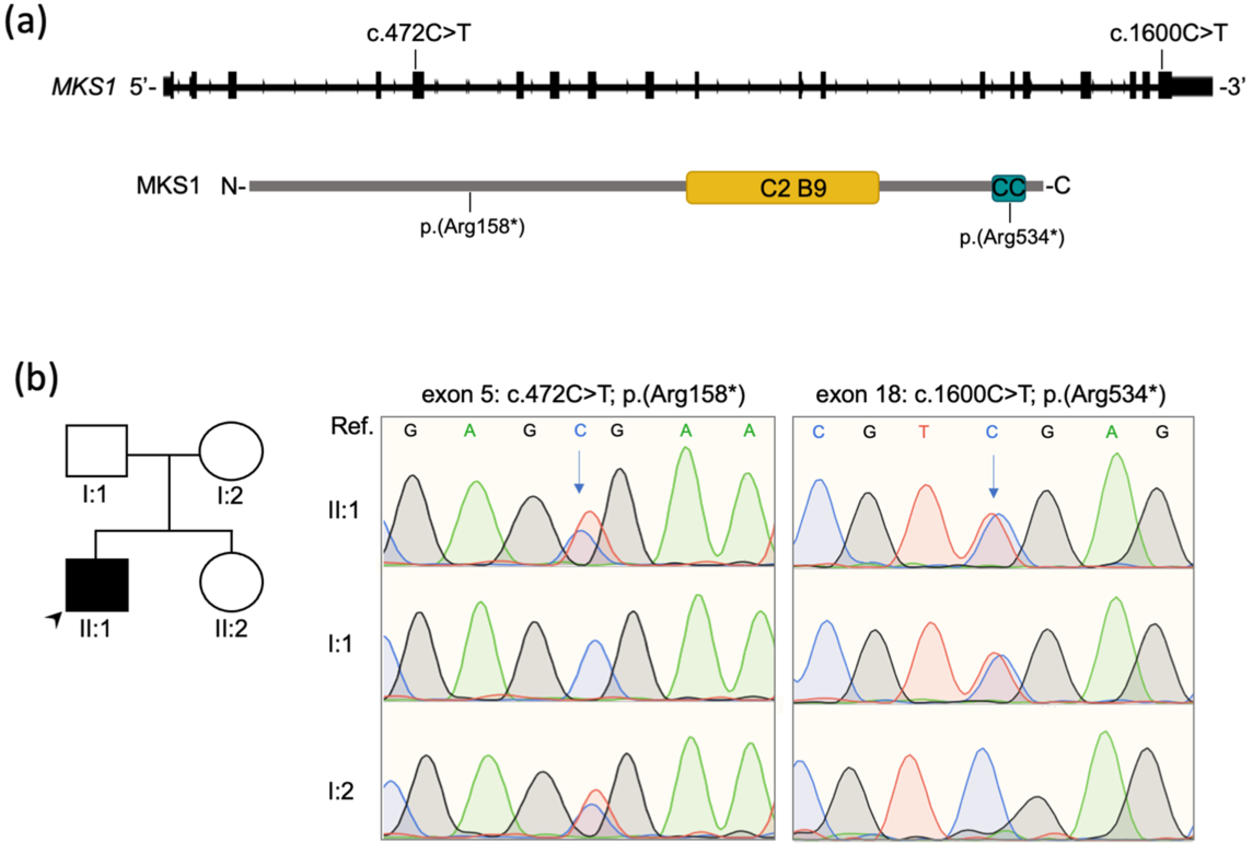 Diagnostics 11 01218 g002