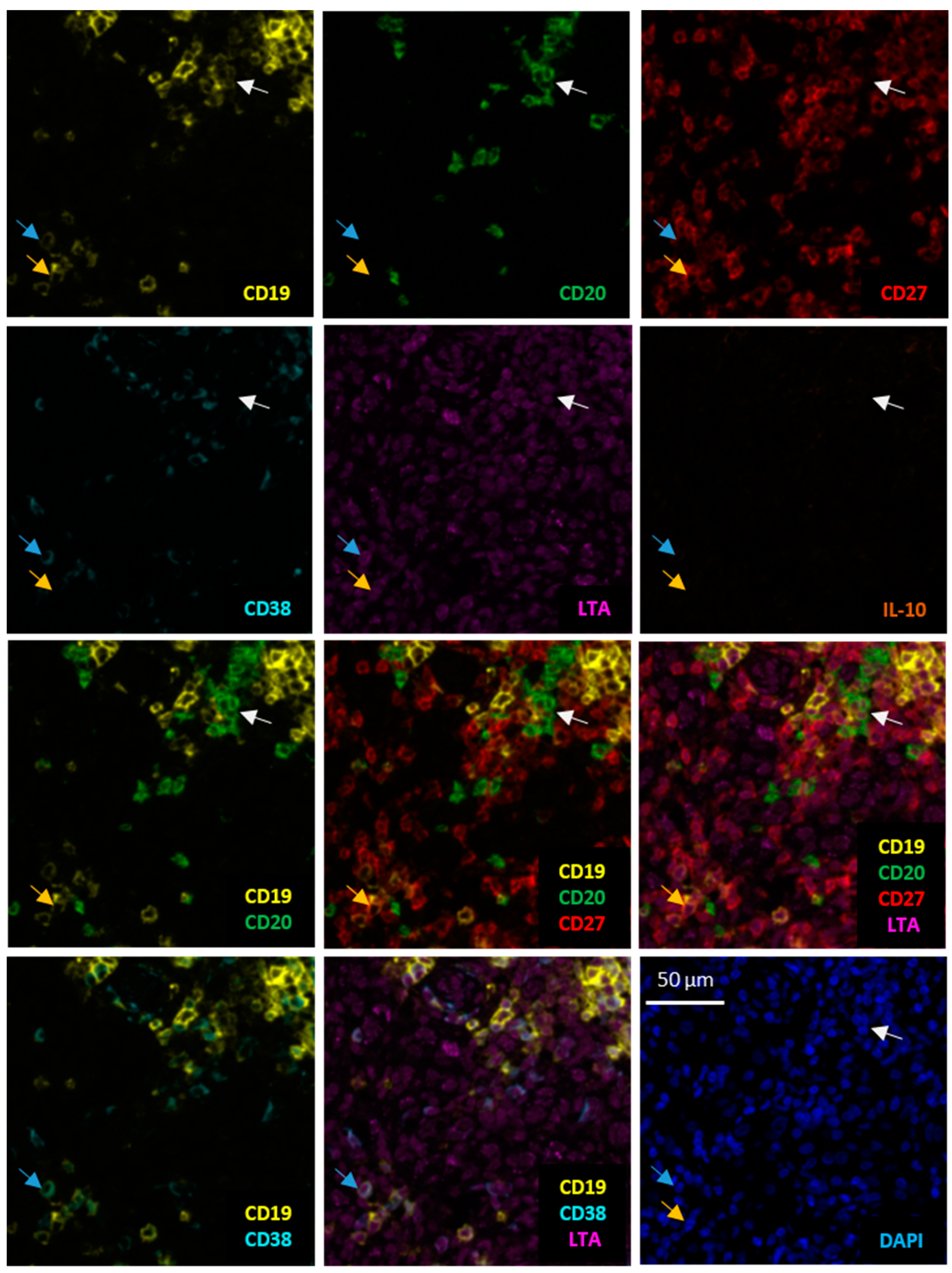 Diagnostics 11 01238 g001 550